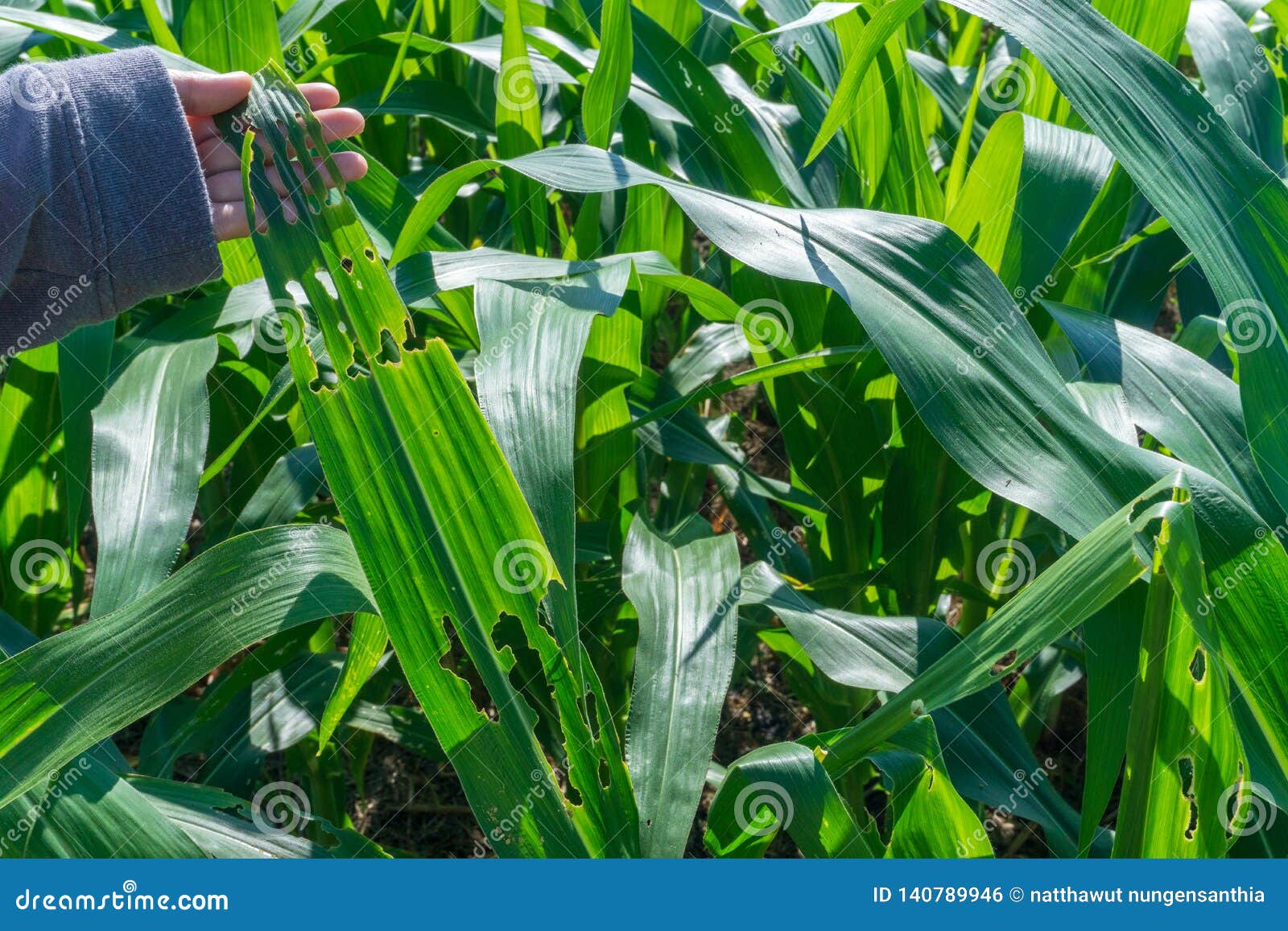 Worms eat corn leaves stock photo. Image of farm, leavesworms 140789946