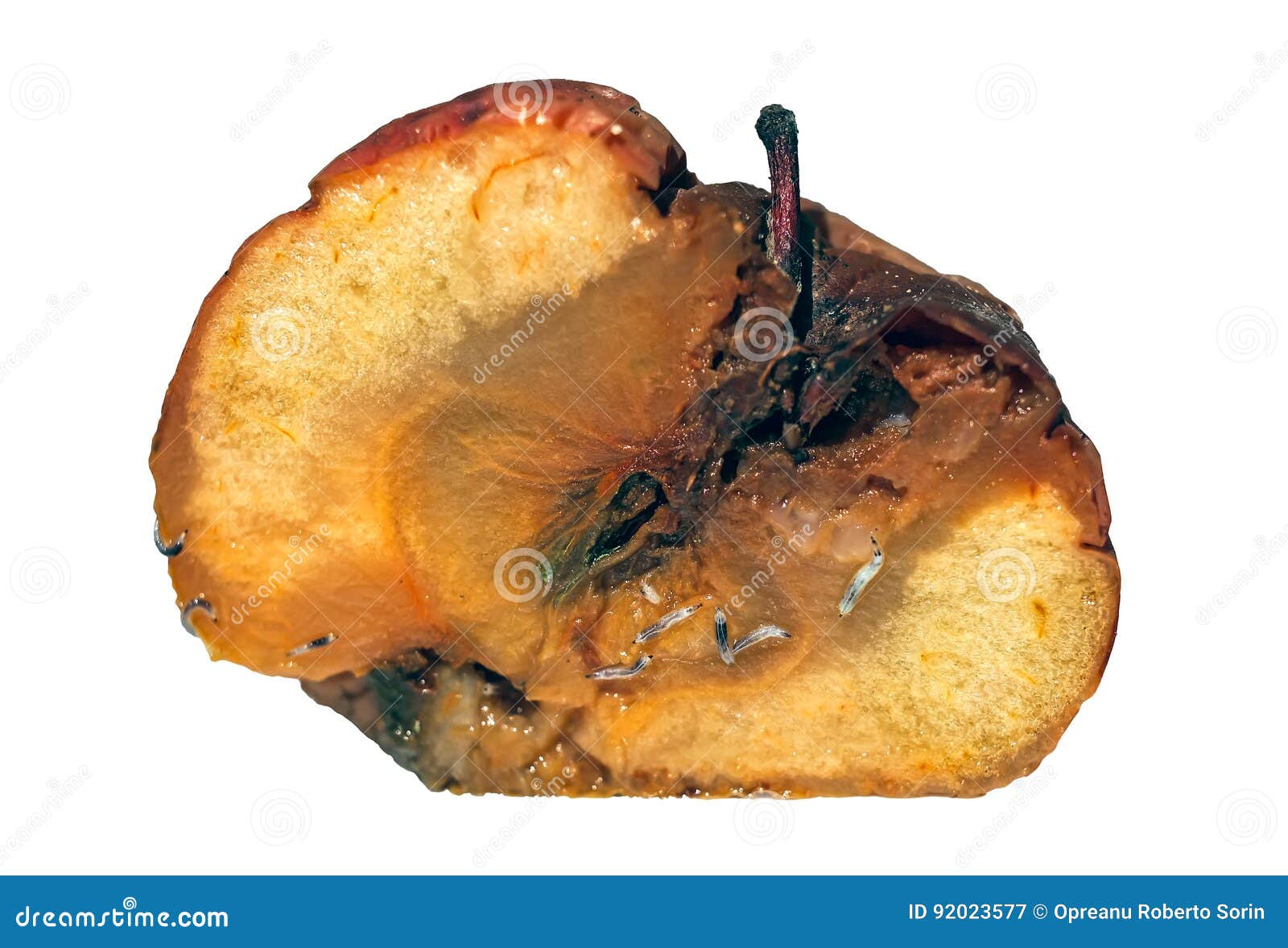 Worms eating rotten apple stock image. Image of damaged 92023577