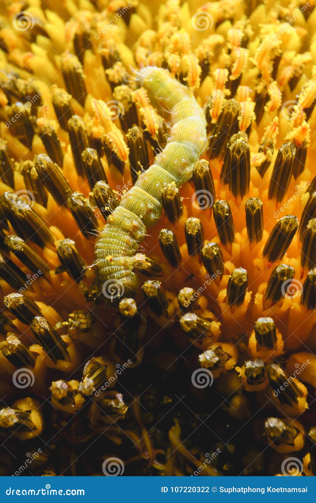Worms are Eating Sunflower Pollen. Stock Photo Image of floral, lush