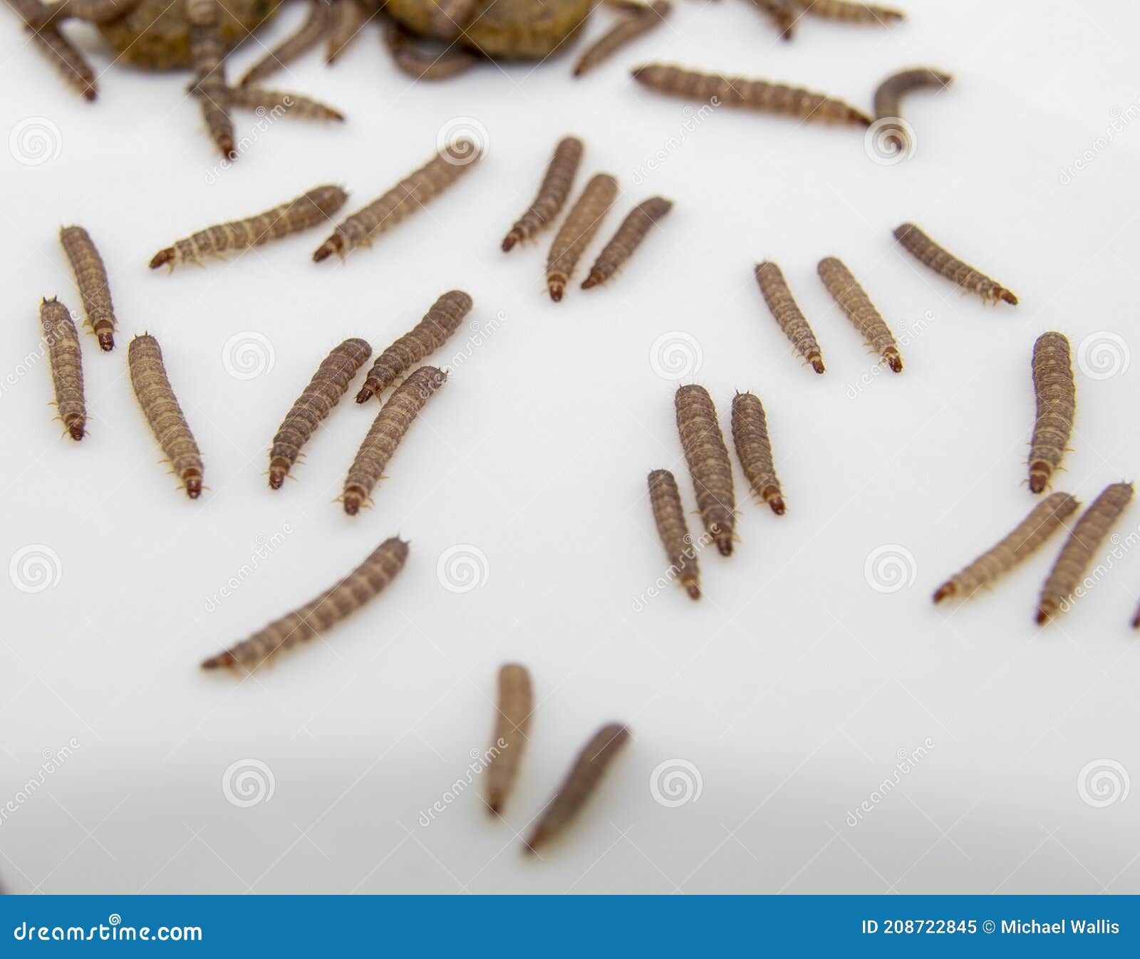 pix Small Pictures Of Dog Worms dreamstime com