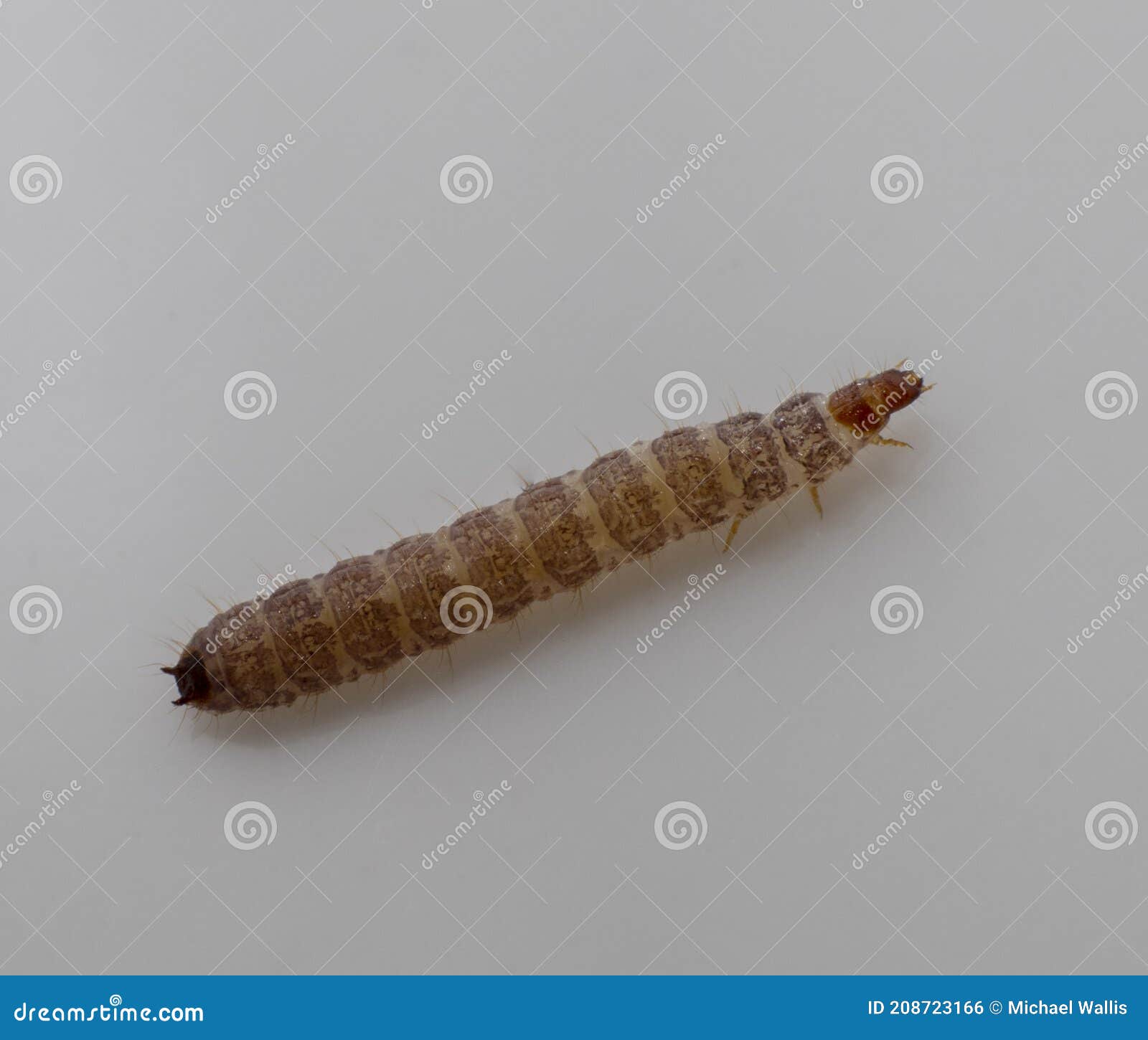 pix Small Pictures Of Dog Worms dreamstime com