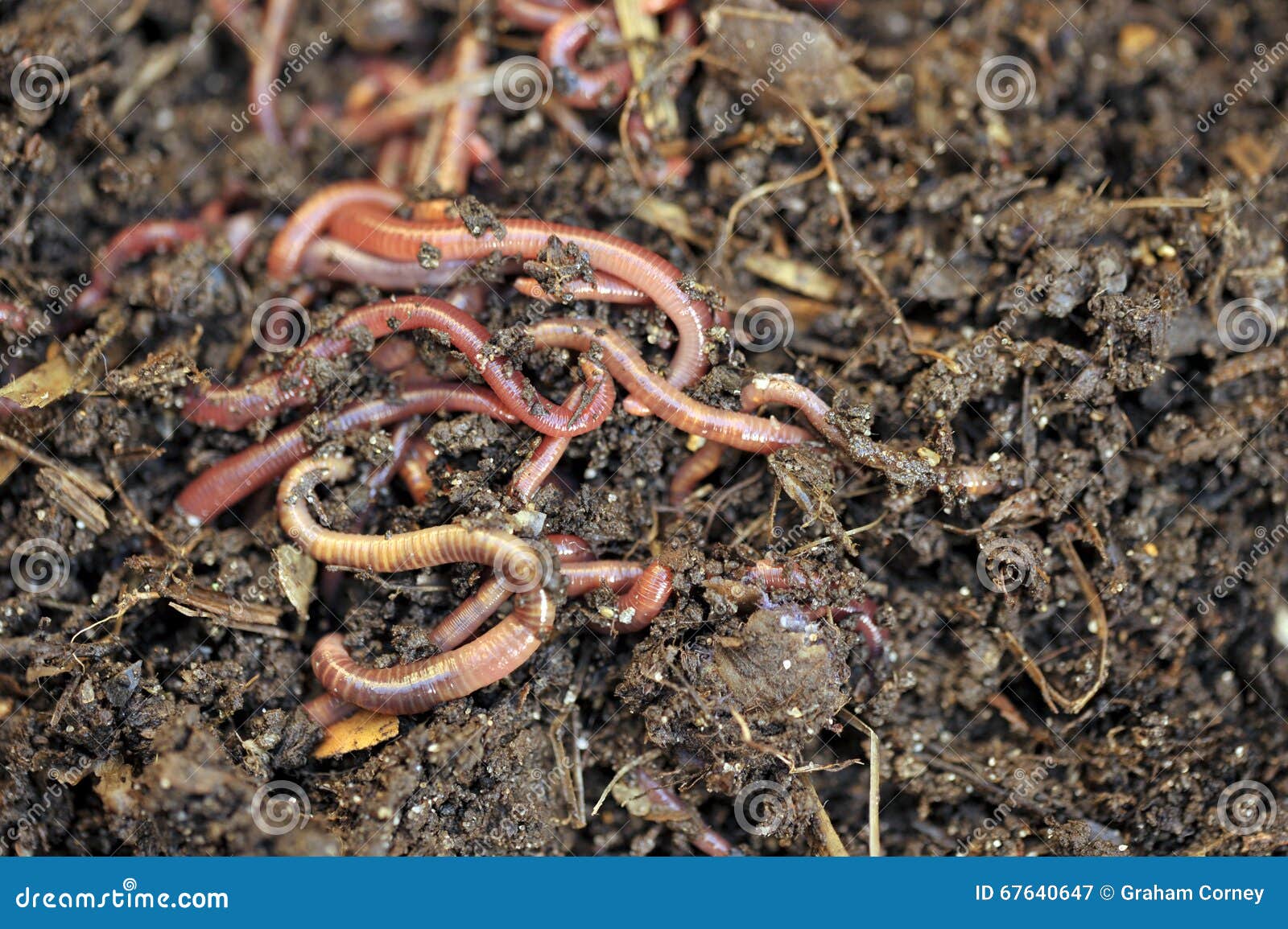 Worms Stock Image Image Of Nutrients Environmental 67640647