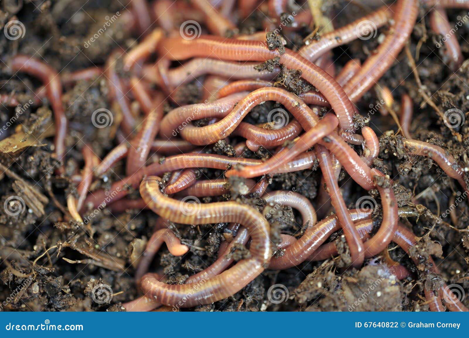Worms Stock Photo Image Of Organic Kitchen Peelings 67640822
