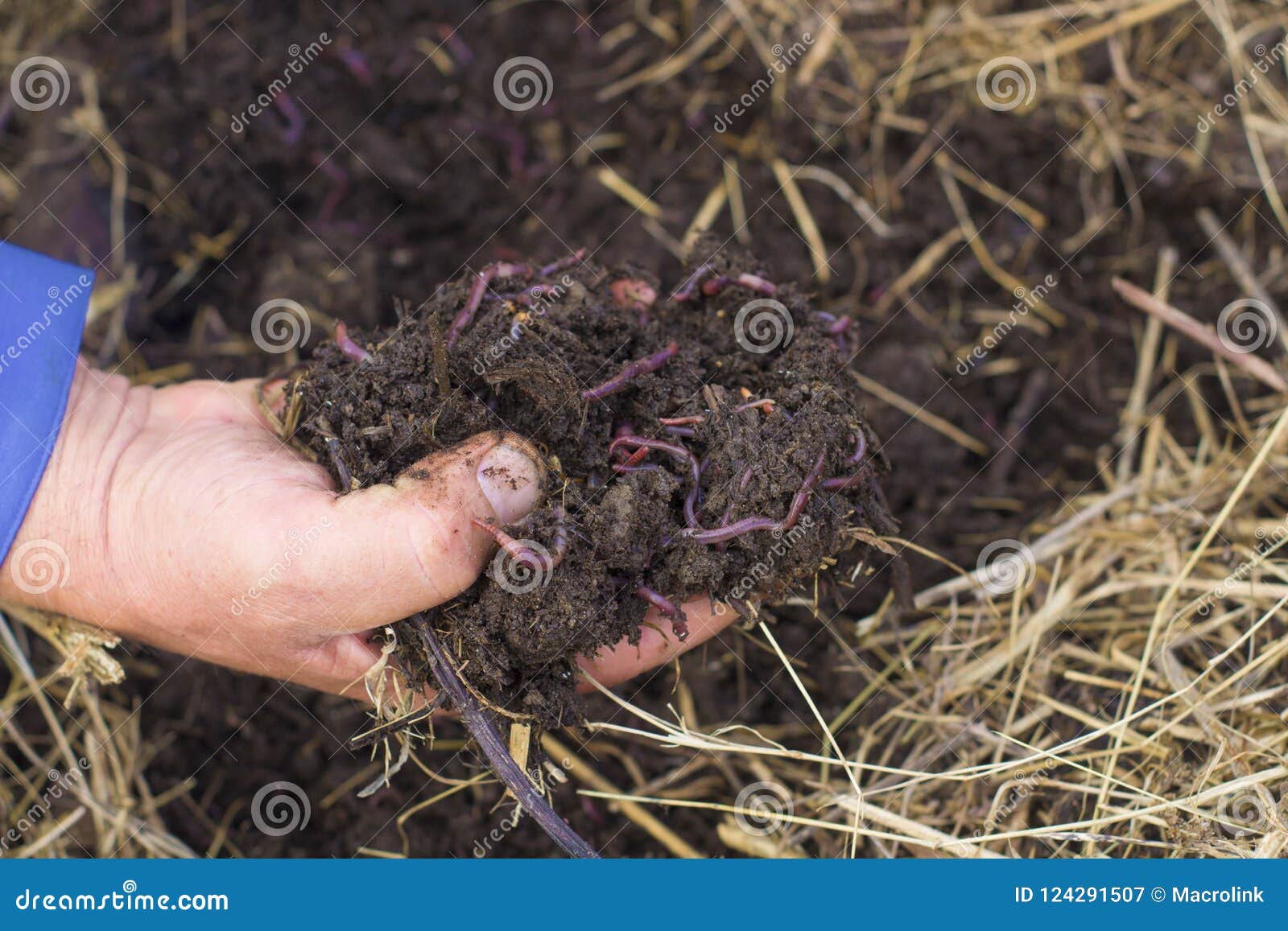 the worms and humus in man`s hand - the flock of dendrobena worms above compost with manure and fertilizer.