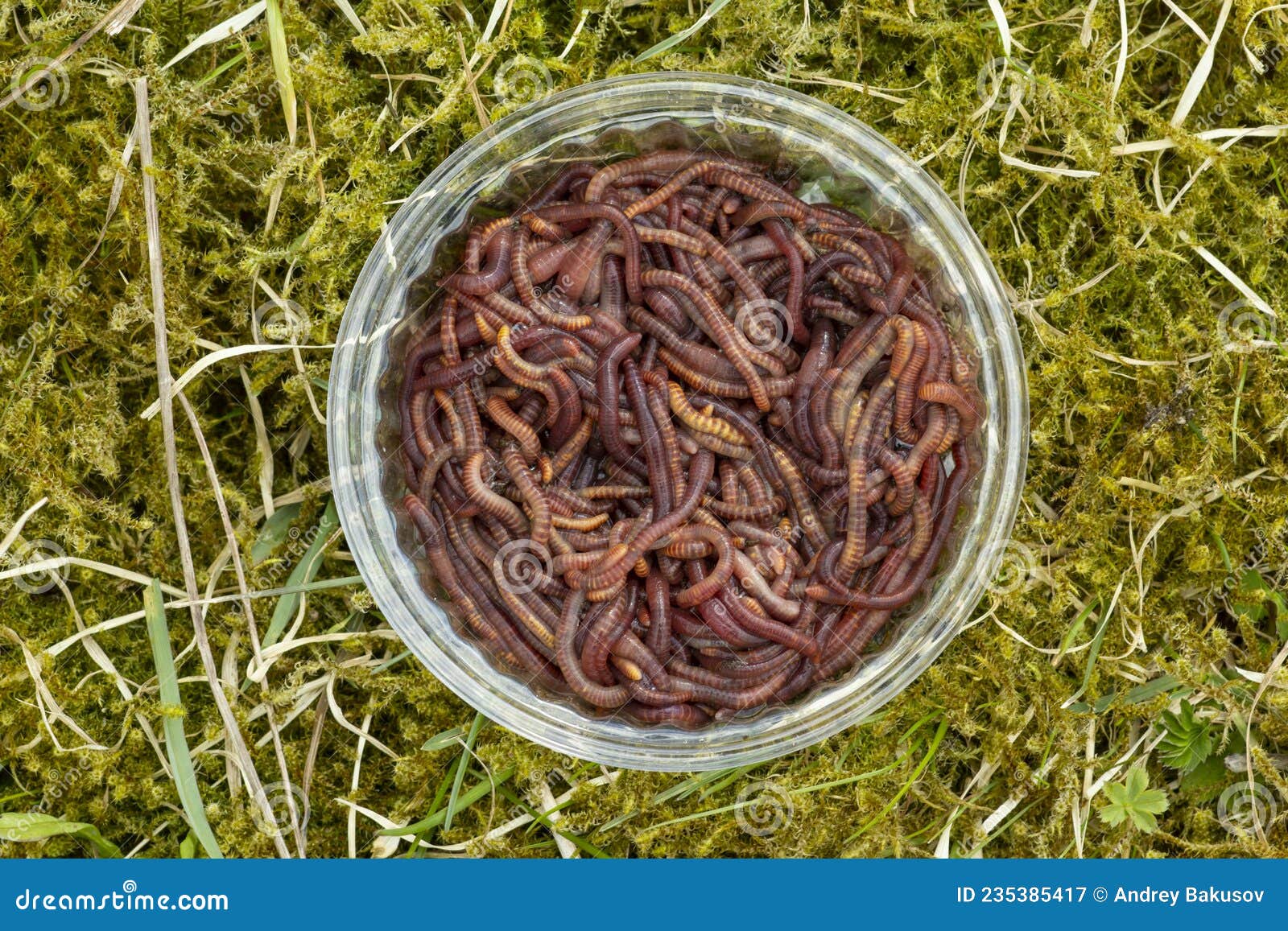 Worms in a Jar on Green Grass, Fishing Bait and Compost Worms in a