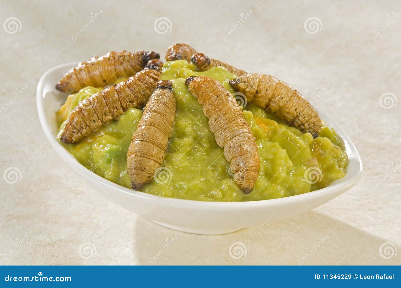 Worms from Mexican Maguey (cactus) Stock Image Image of avocado