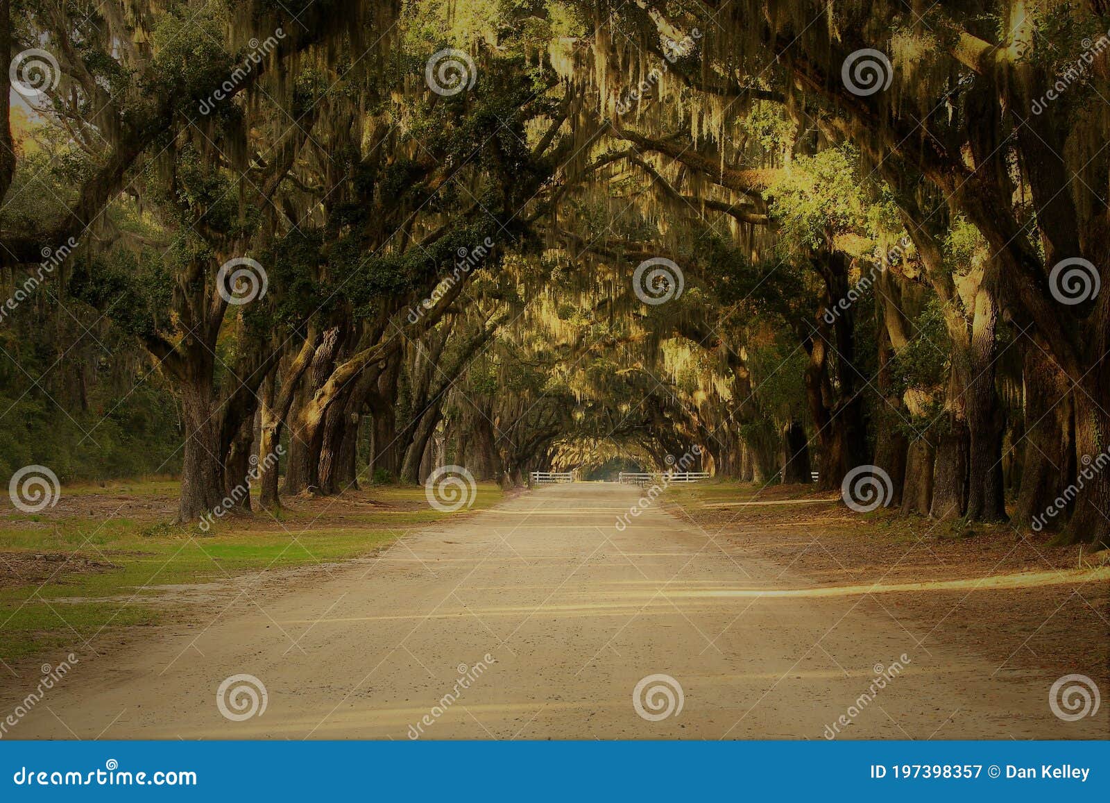 wormsloe plantation road through the trees near savannah, georgia, in the southeastern united states.