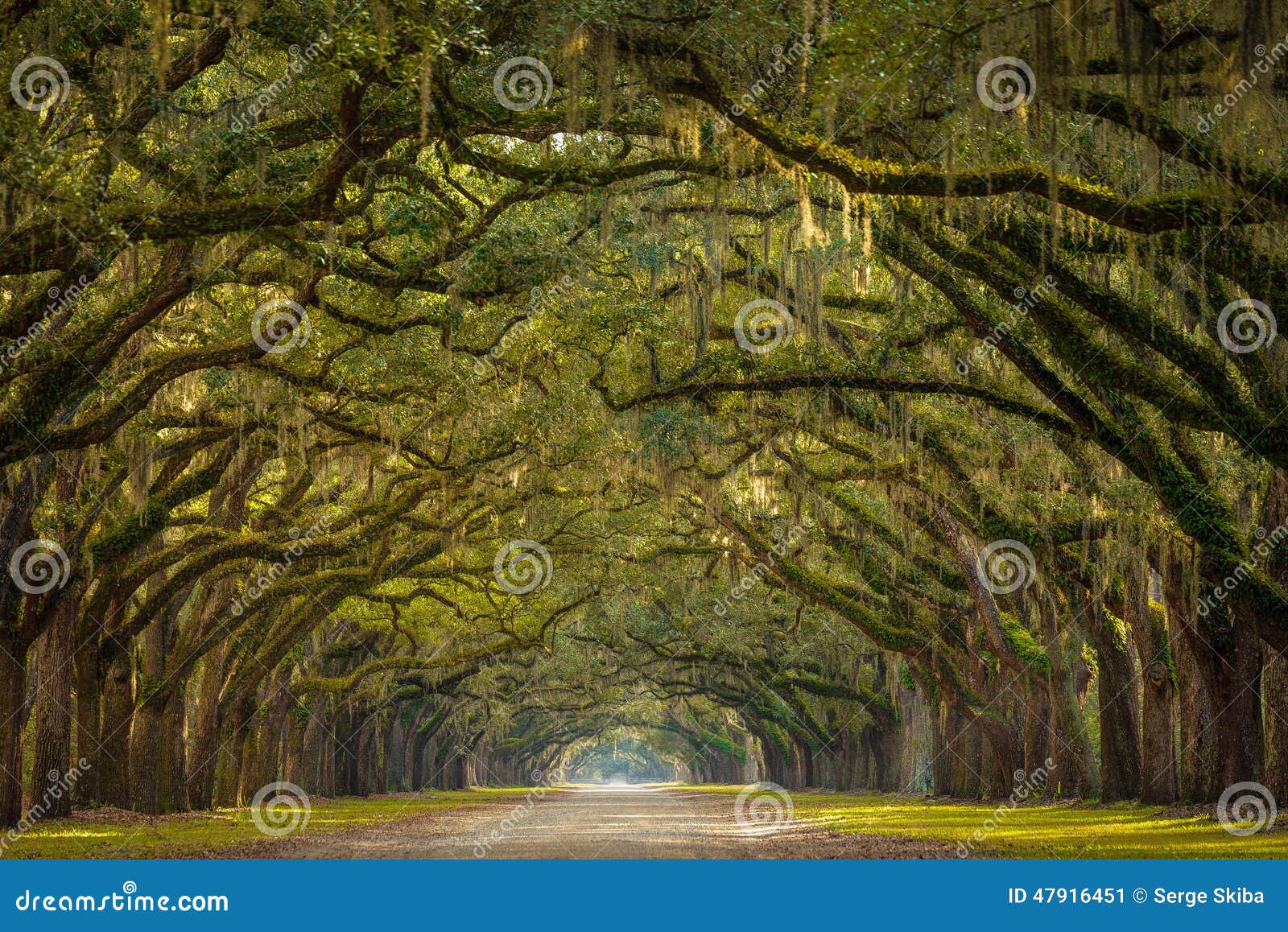 wormsloe plantation oak trees