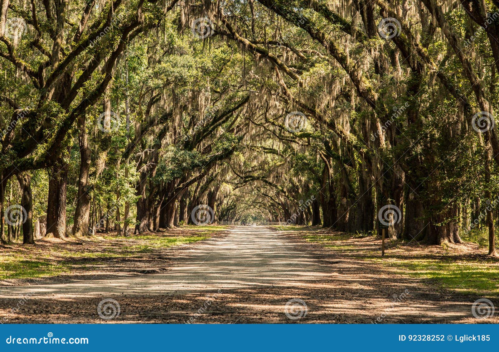 wormsloe plantation oaktree path