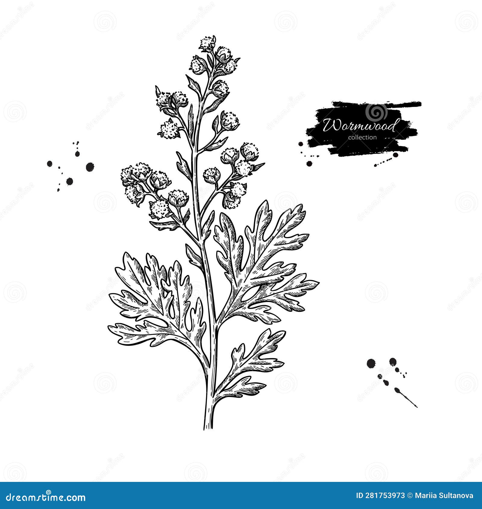 Wormwood Drawing. Vector Medicinal Plant Sketch. Stock Vector ...