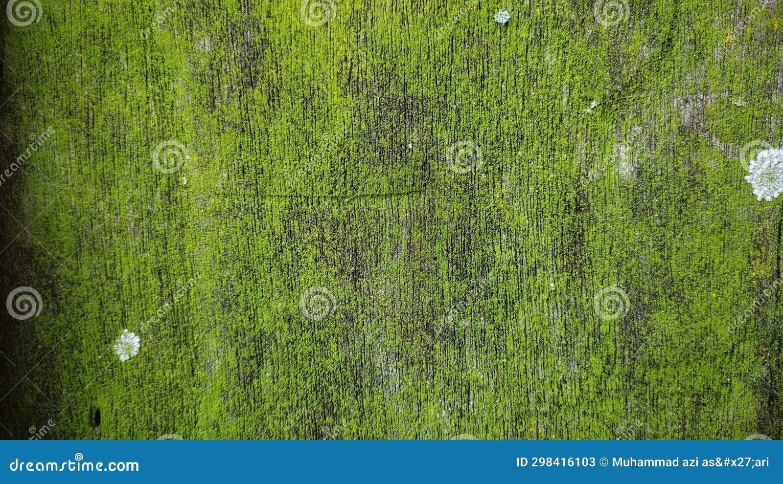 The Worn Teak Wood Planks are Covered with Mold and Moss Stock Image
