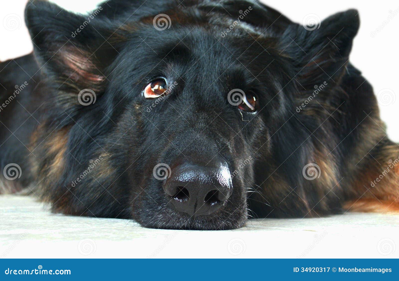 worried, discouraged, thinking german shepherd dog