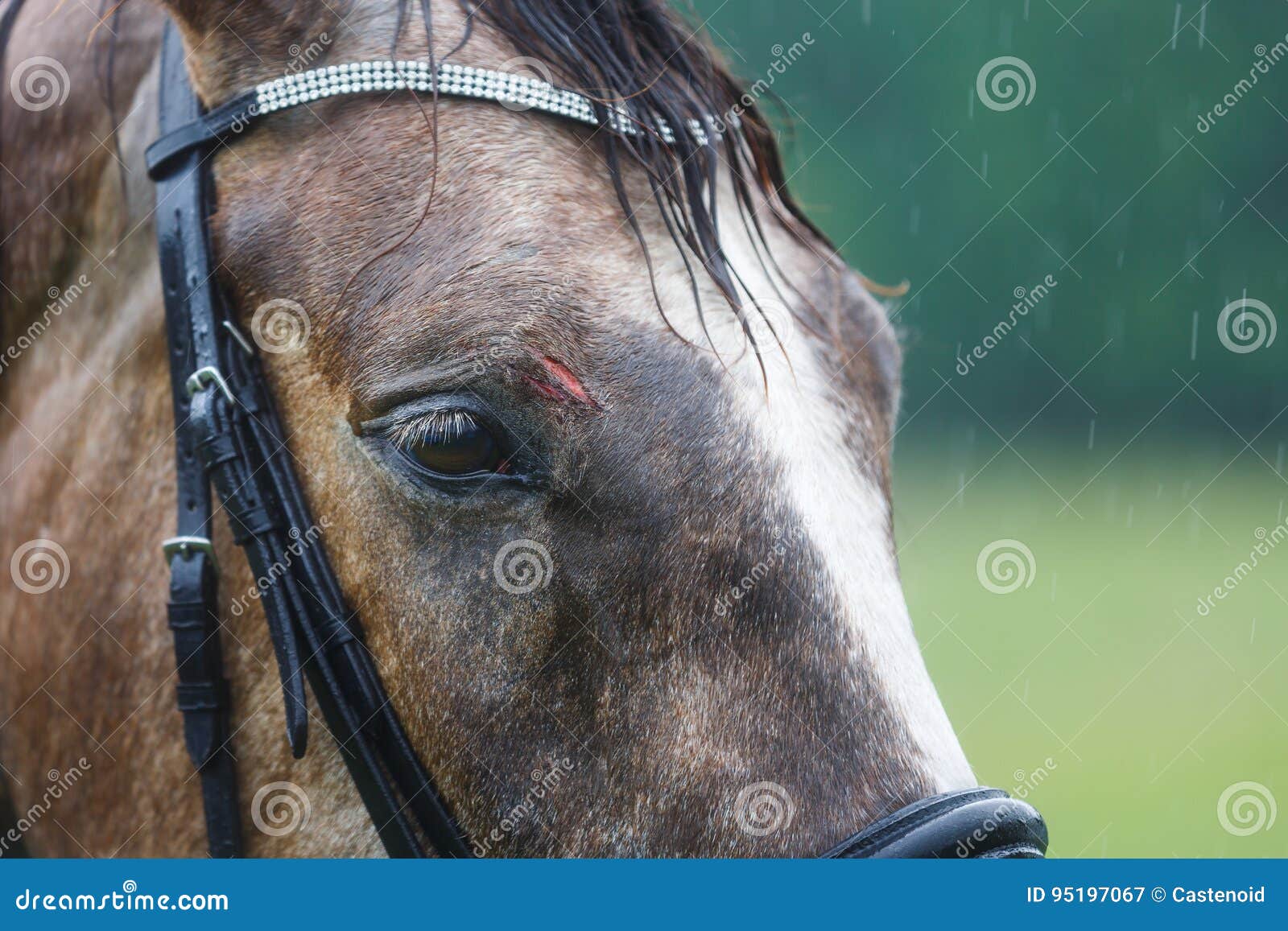 Wound on the Forehead of a Horse Stock Image Image of breed, farm