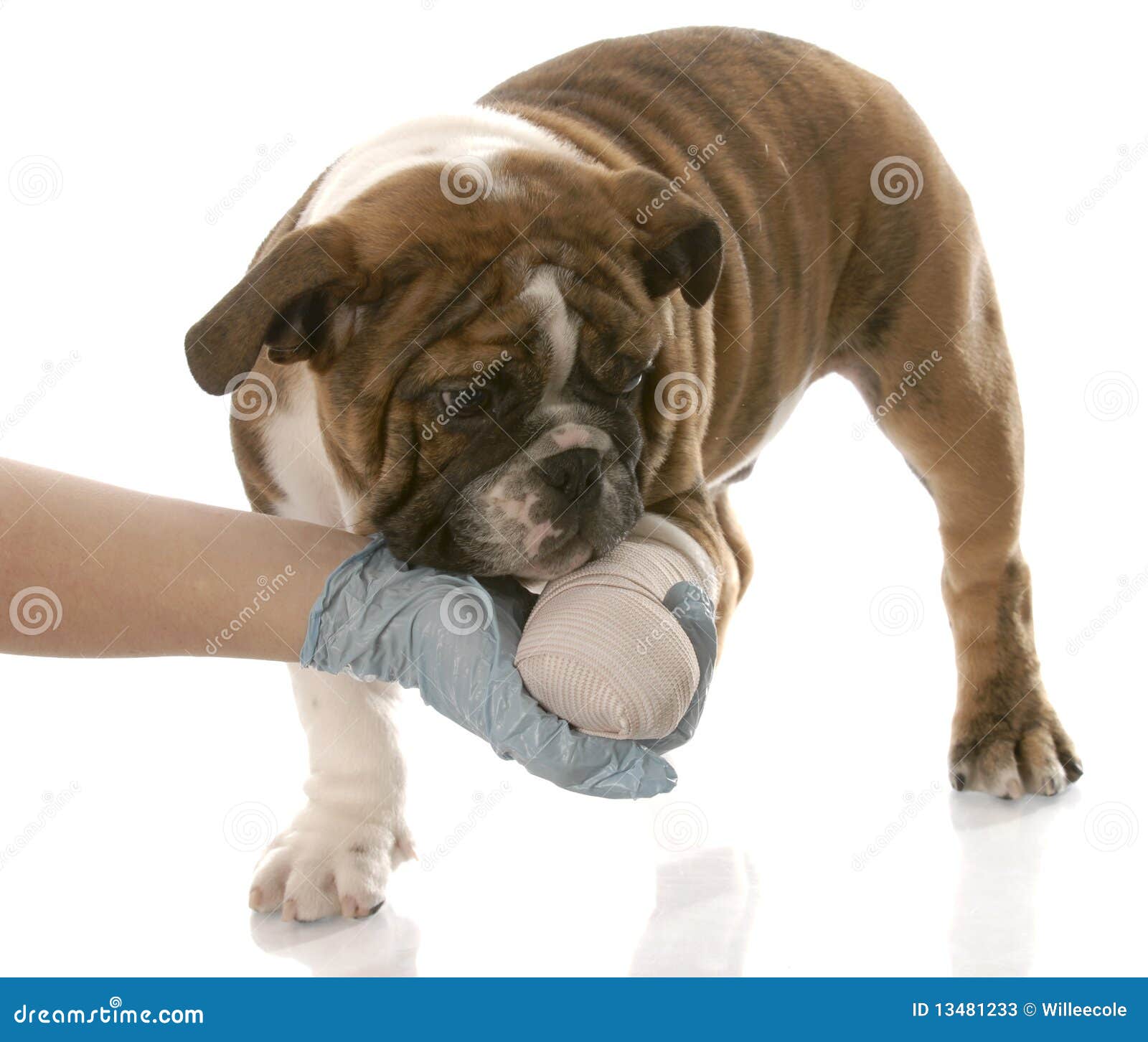 Wounded animal stock image. Image of clinic, pedigreed 13481233