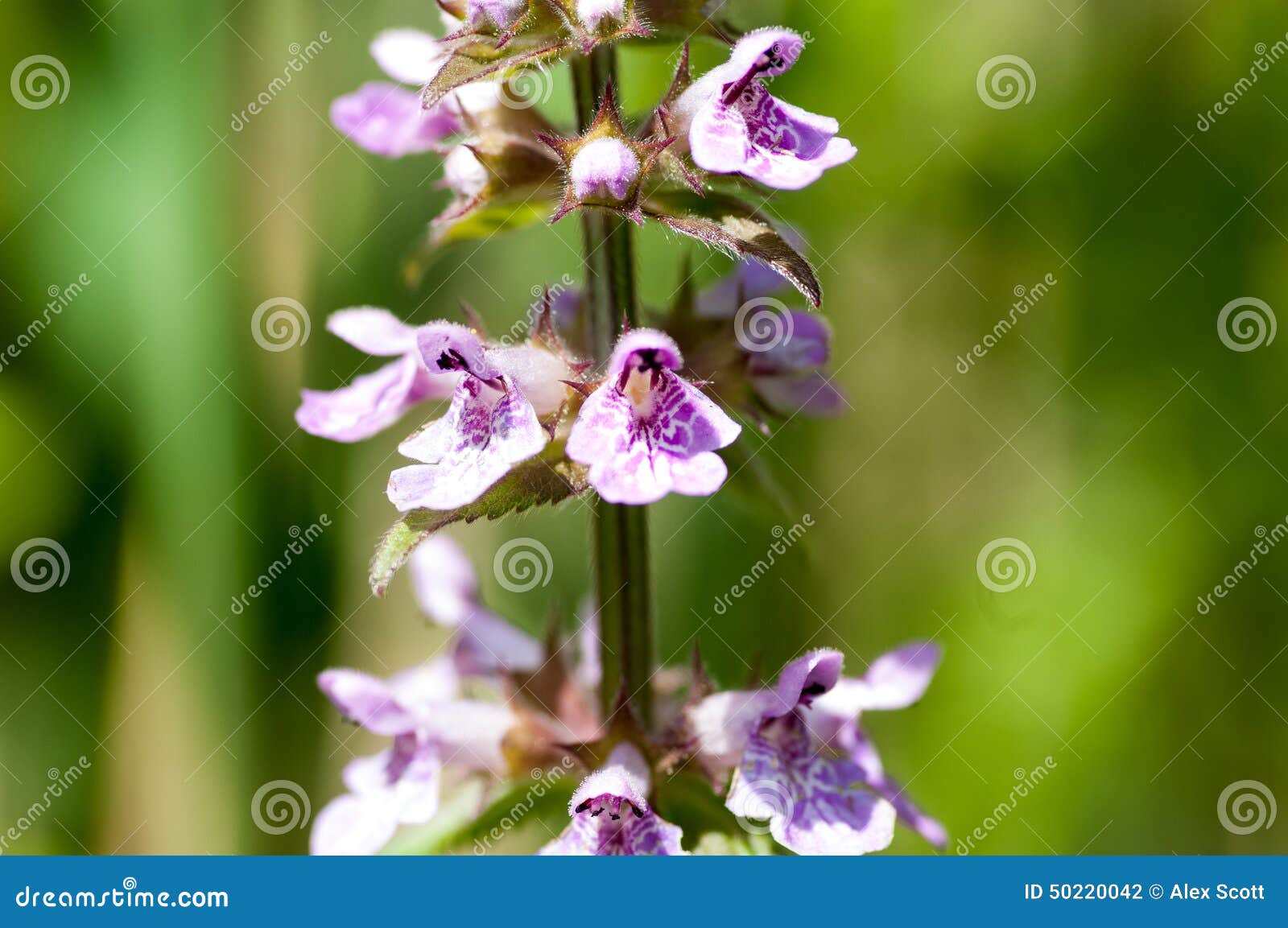 Woundwort болота портрета завода. Засадите woundwort болота портрета (palustris Stachys) цветя на допустимых пределах камышовой кровати