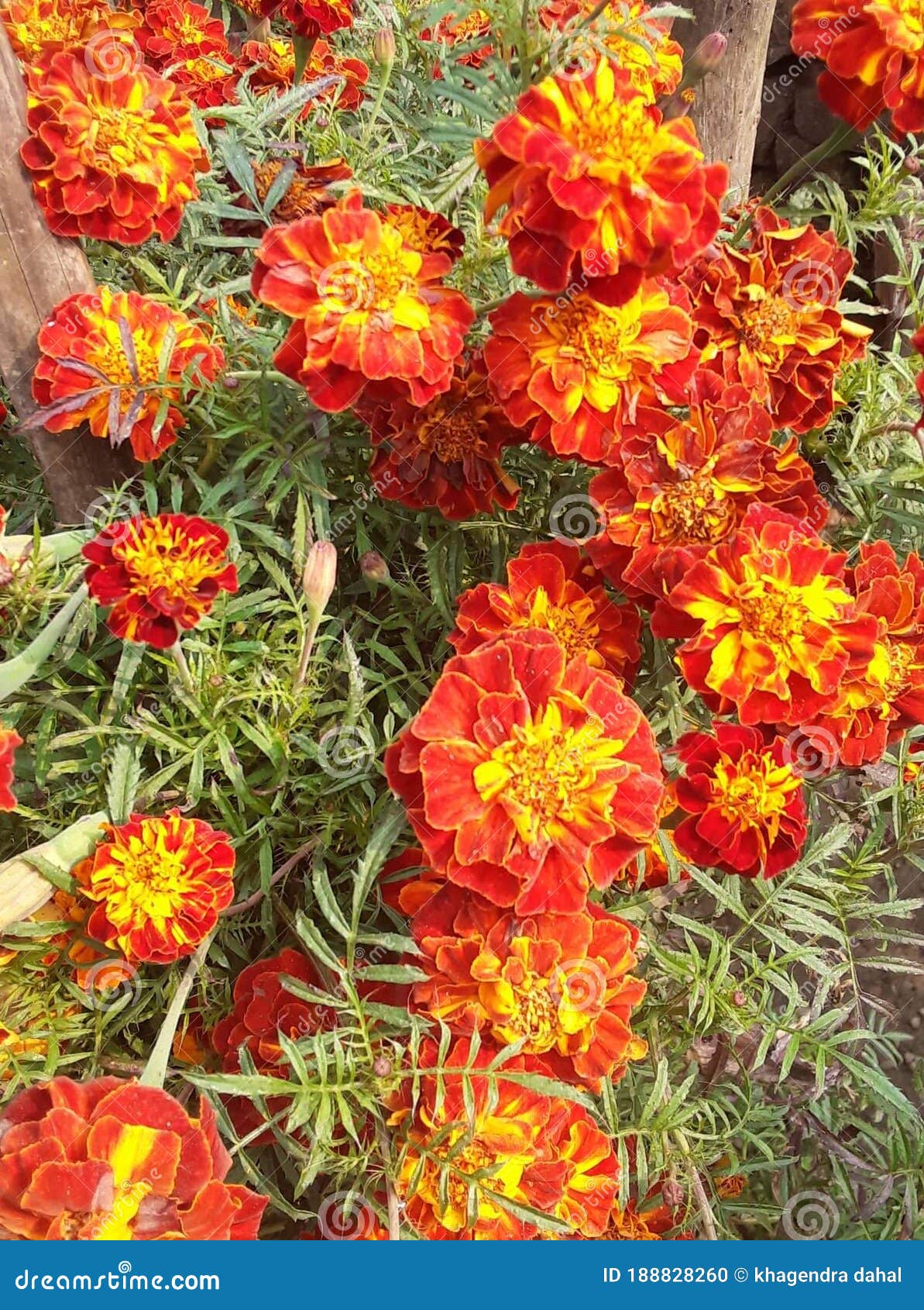 Flower red color stock photo. Image of flower, color 188828260