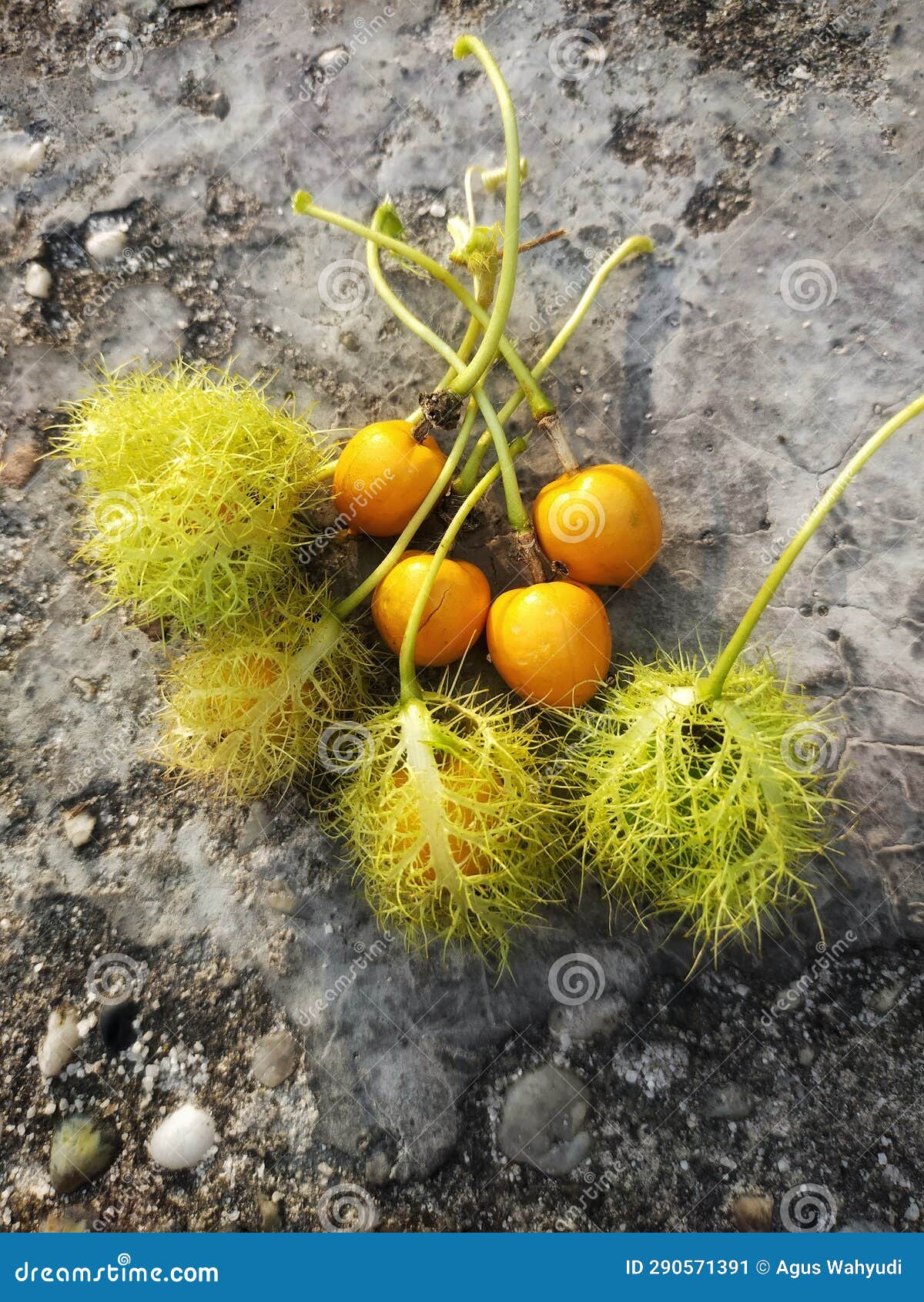 wrapped rabusa fruit which has many benefits