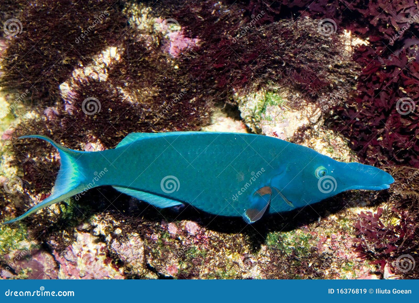 Wrasse de Birdmouth (varius de Gomphosus) no aquário