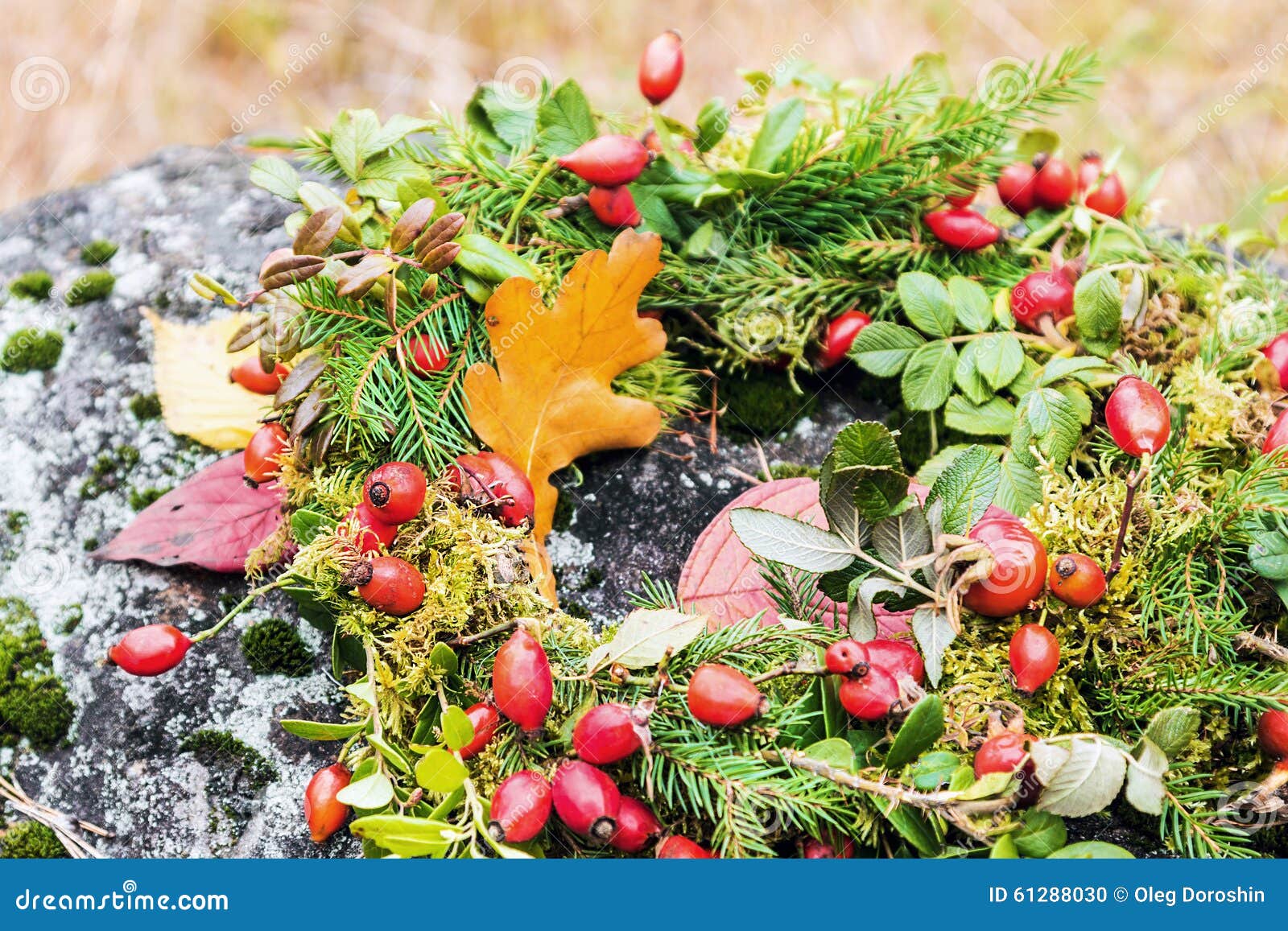 Wreath of Wild Rose and Tree Branches Stock Photo Image of fruit