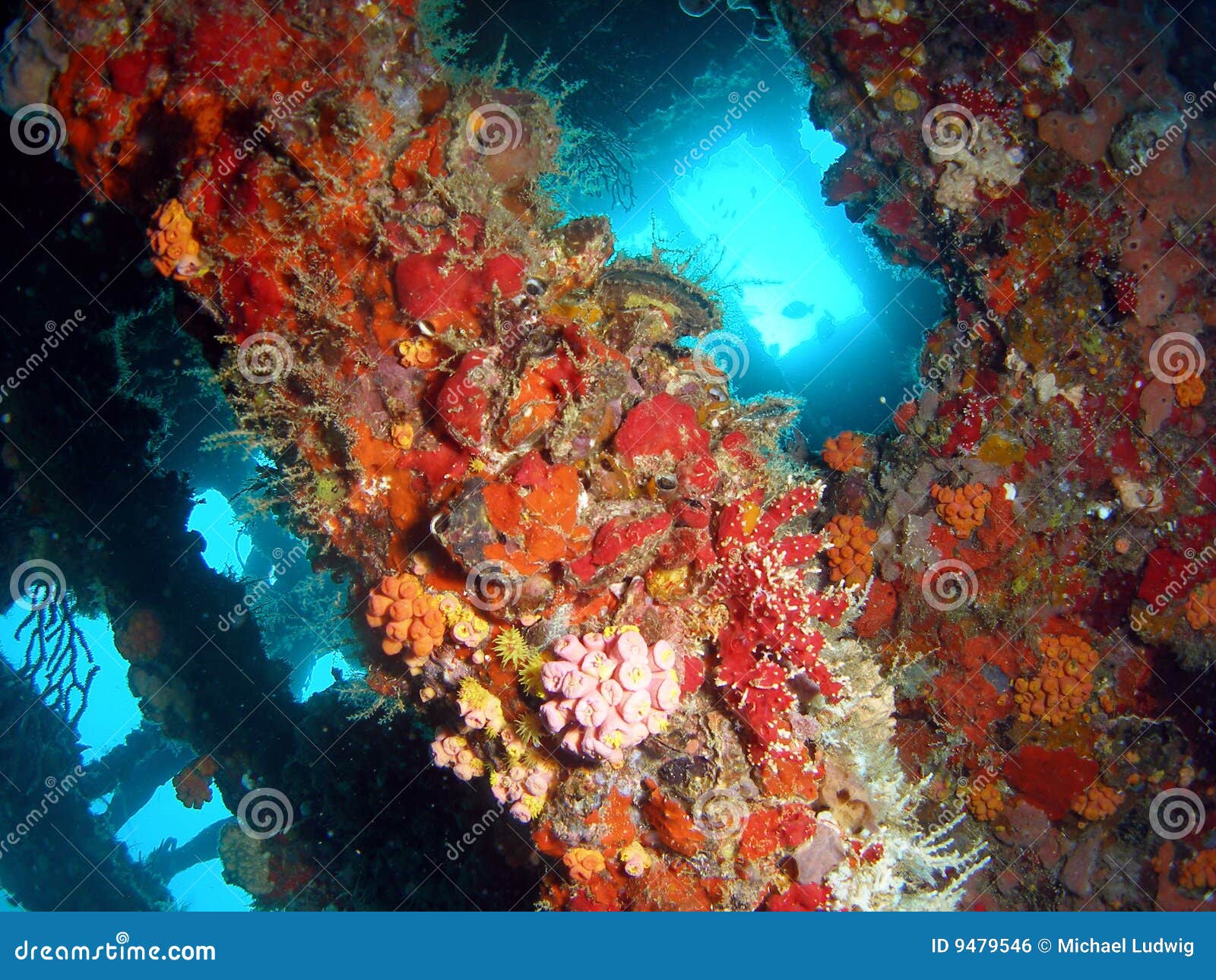 Wreck Coral stock photo. Image of natural, nature, ocean 9479546