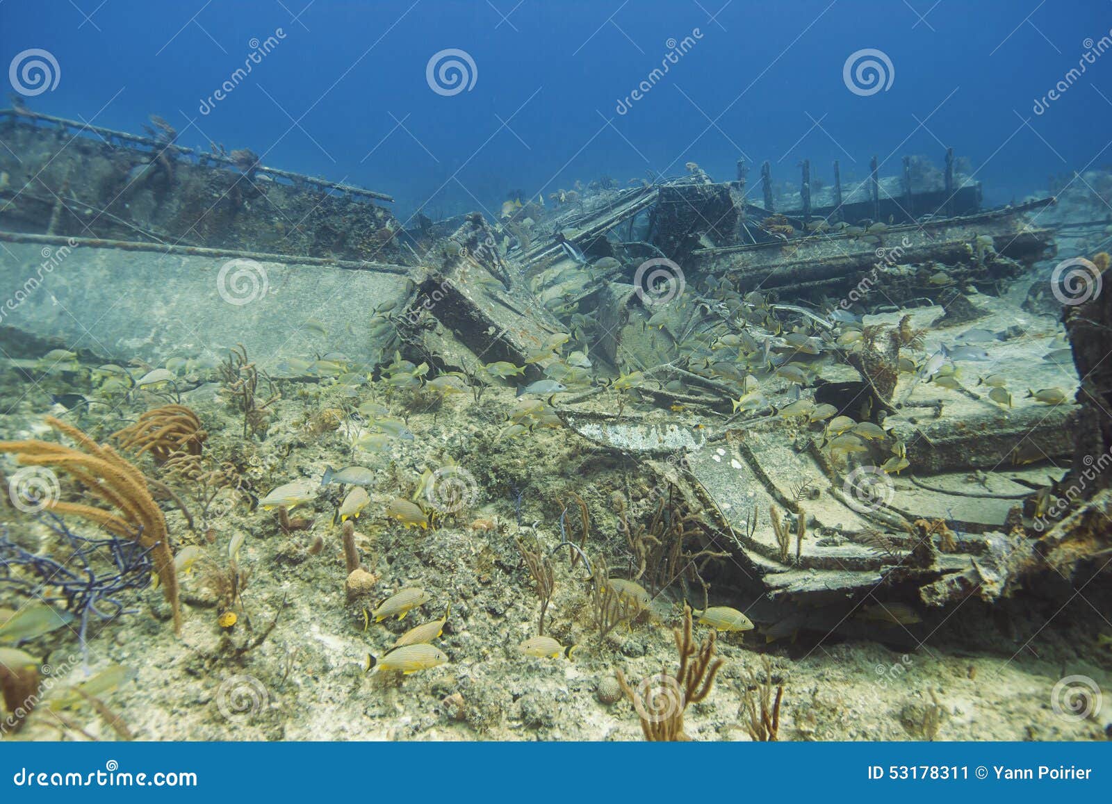 Wreck ecosystem stock image. Image of marine, mulloidichthys 53178311