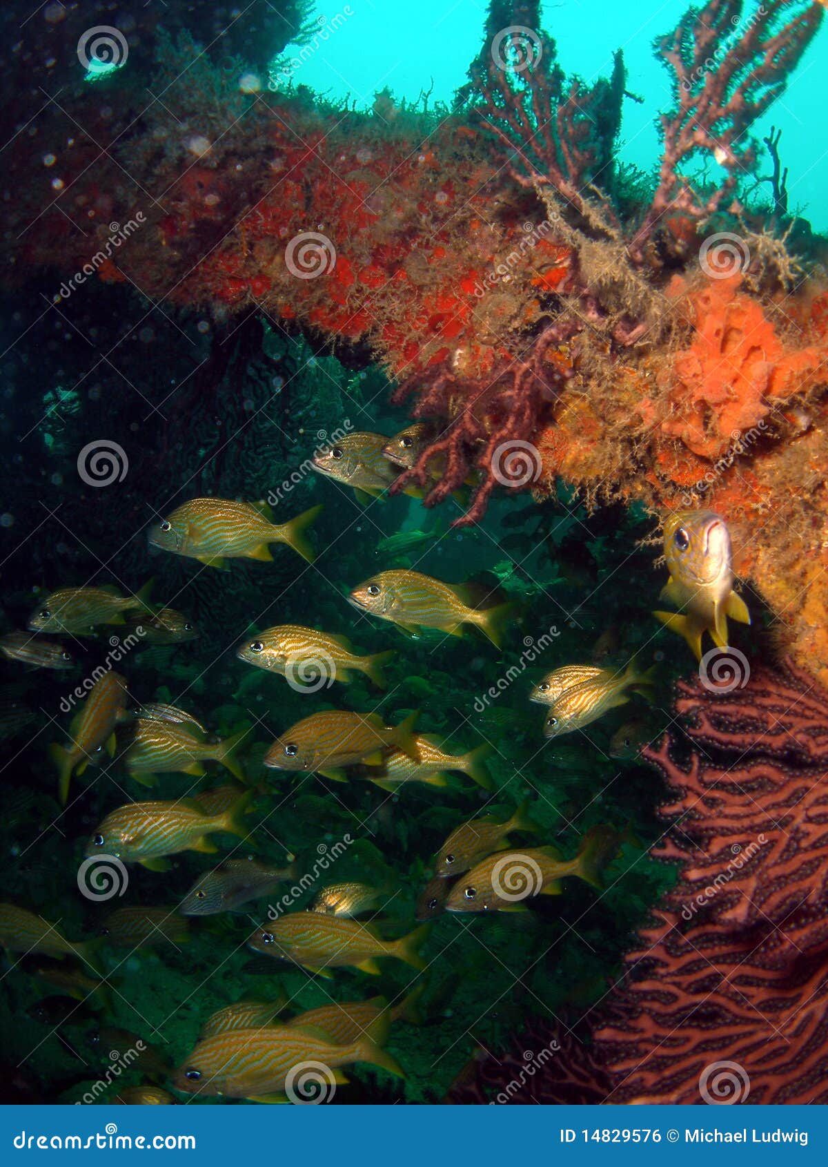 Wreck Fish stock photo. Image of coral, marine, aquatic 14829576