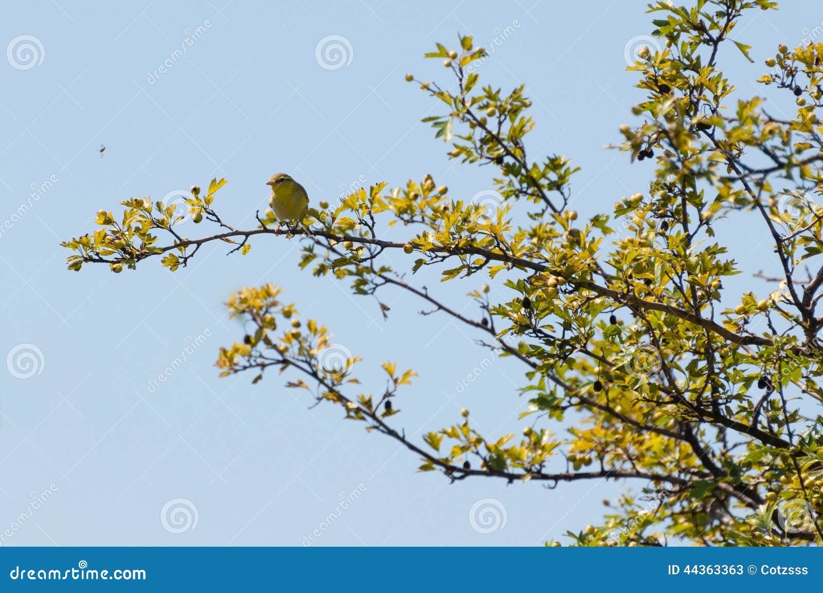 Wren on a twig stock image. Image of fauna, nature, resting 44363363