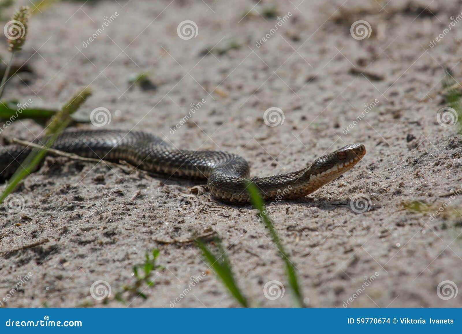Wriggled Wild Viper in the Sand. Poisonous Snake Stock Photo Image of biology, crossed 59770674