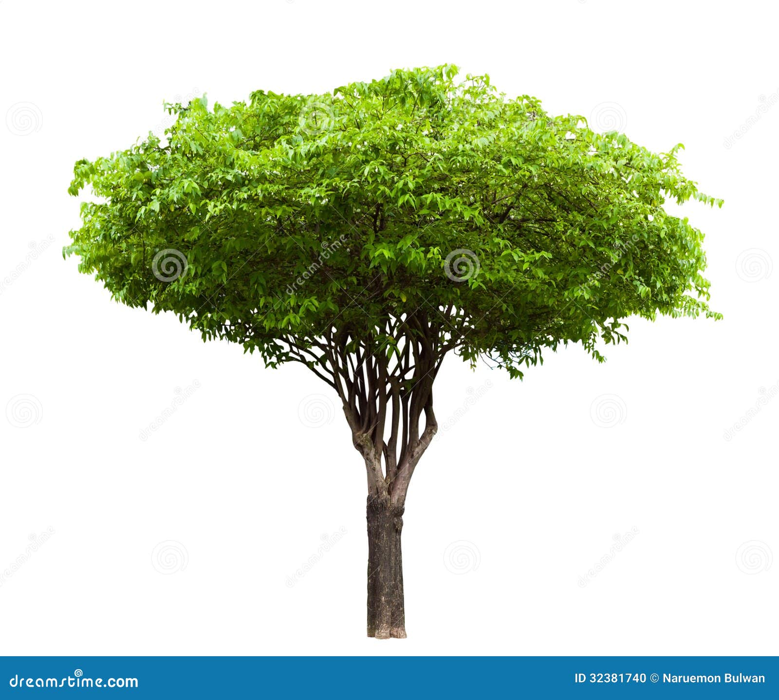 wrightia religiosa tree 
