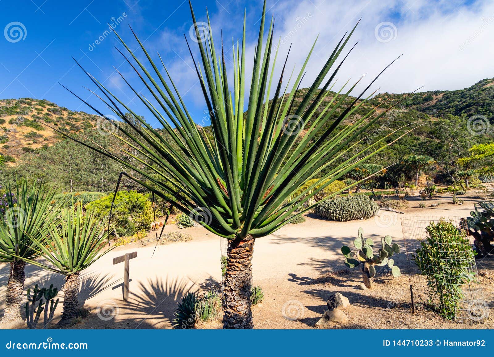 Tropical Garden California Stock Image Image Of Gardens