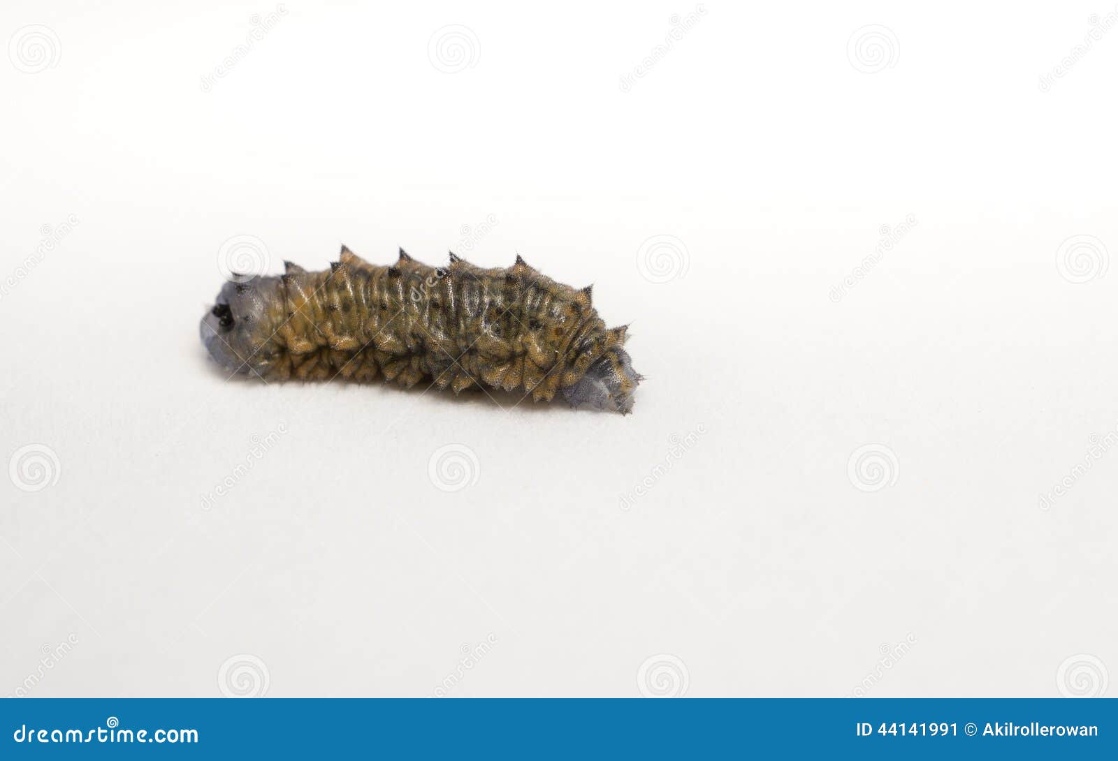 A Wrinkled Grey and Brown Caterpillar Isolated on White Stock Image