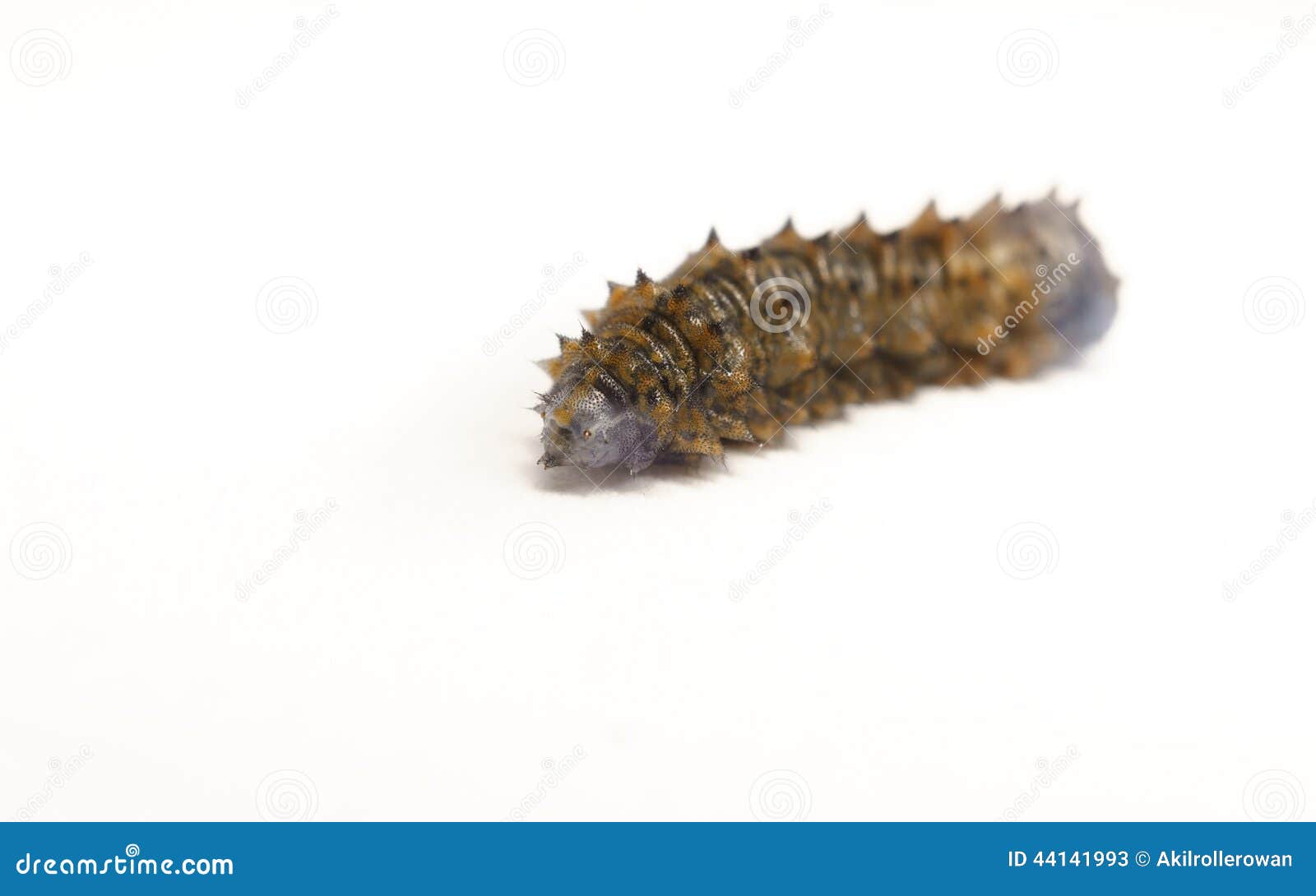 A Wrinkled Grey and Brown Caterpillar Isolated on White Stock Image