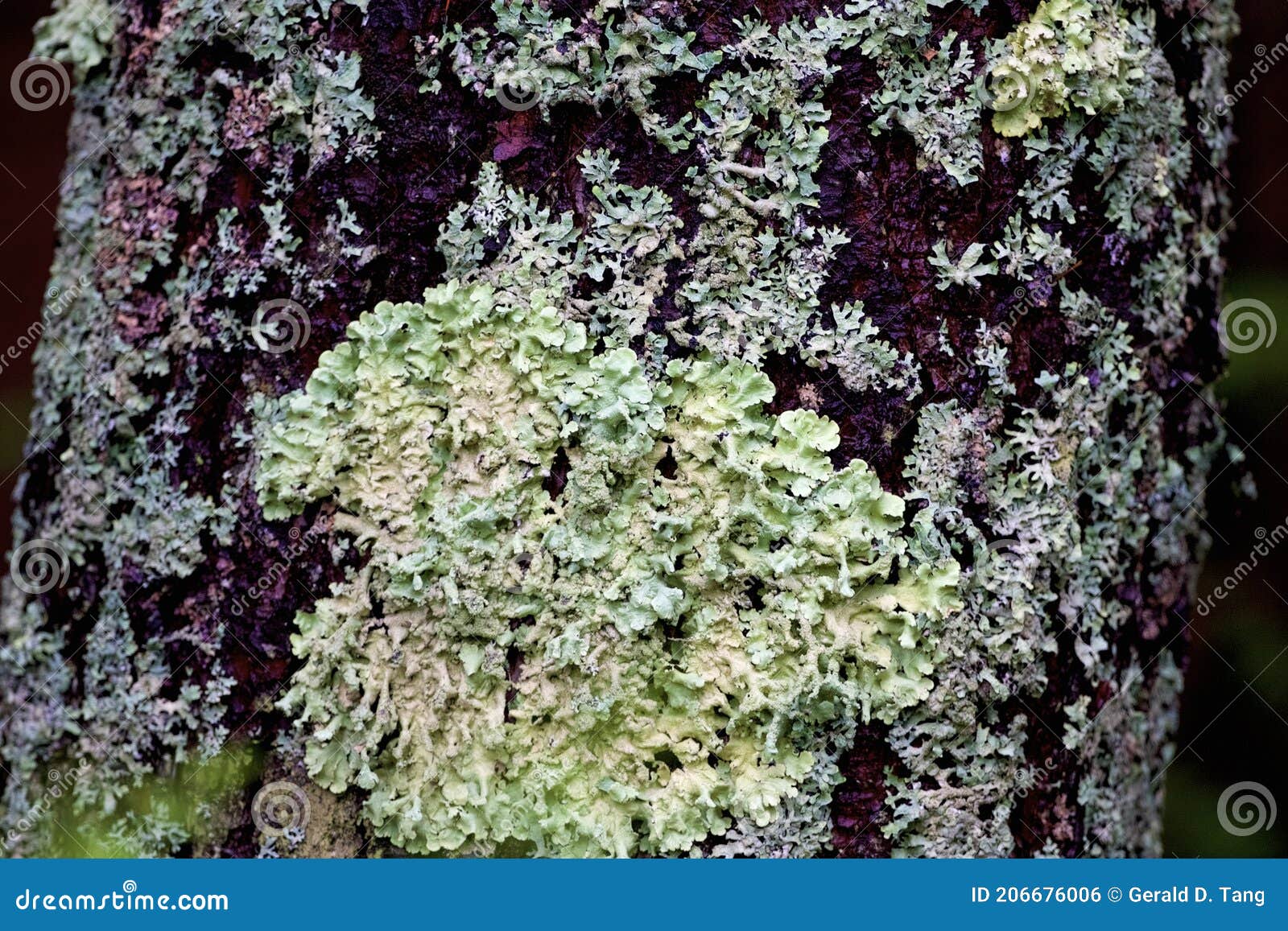 wrinkled shield lichen   807297
