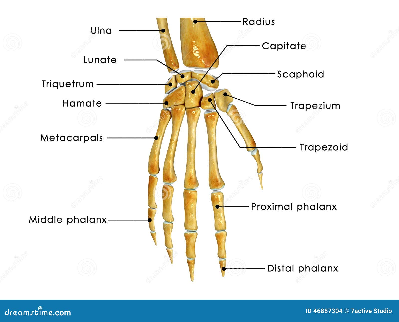 proximal radioulnar joint