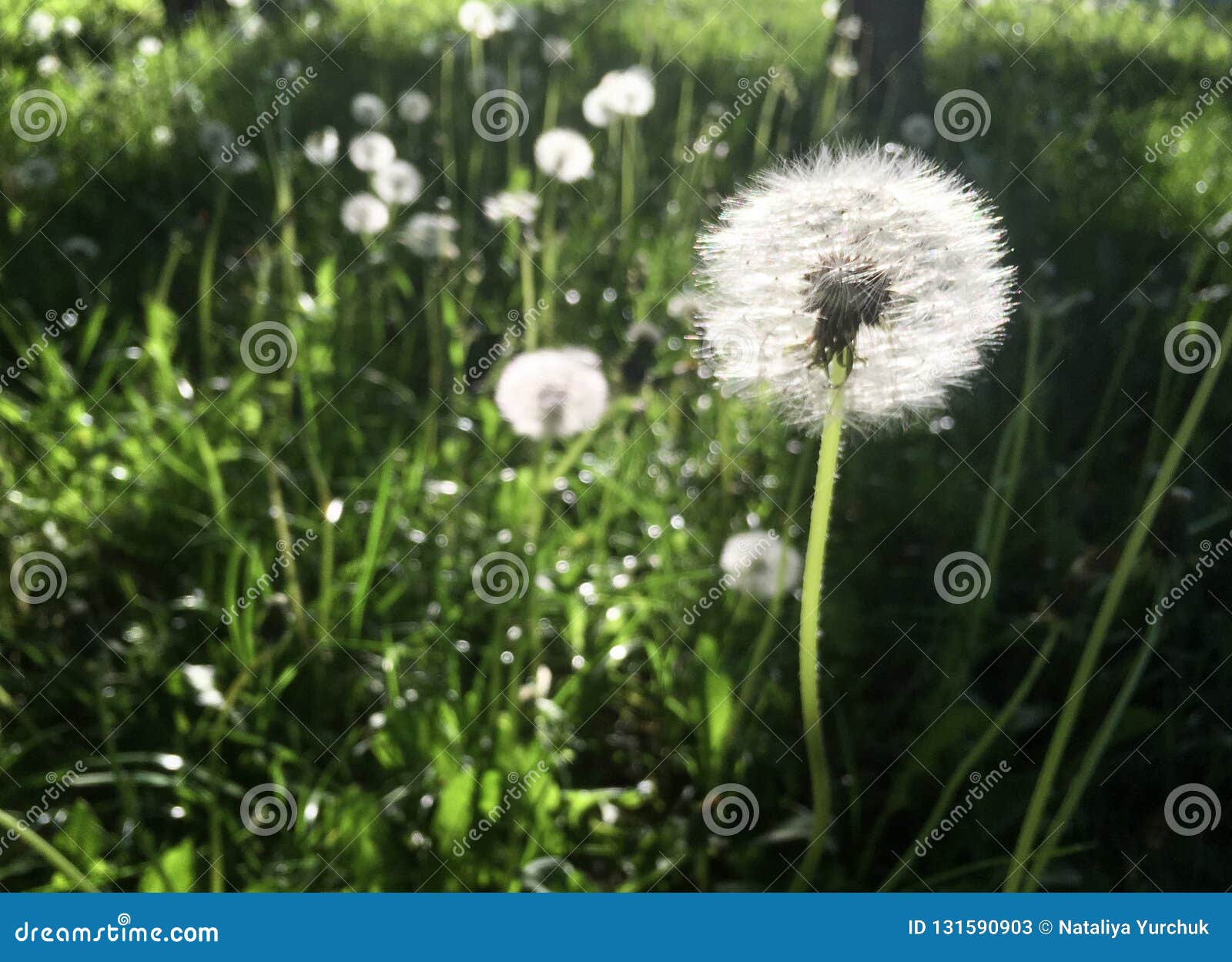 wtite dandelion in blossom