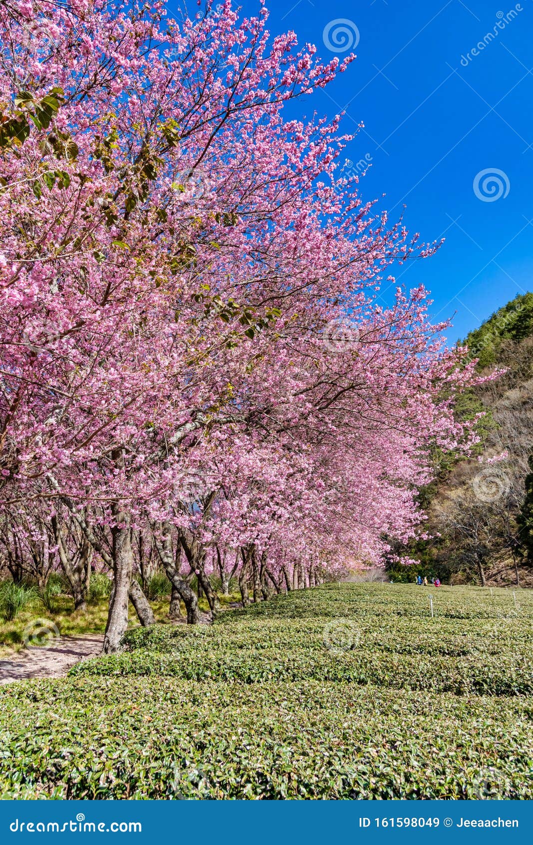 cherry blossoms in wuling farm, taichung, taiwan