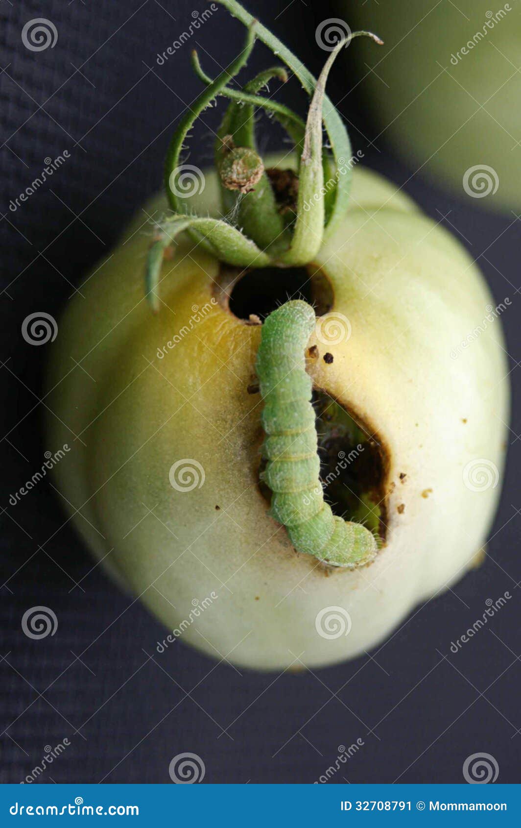 Wurm, der Tomate isst stockbild. Bild von auslegung, schönheit - 32708791