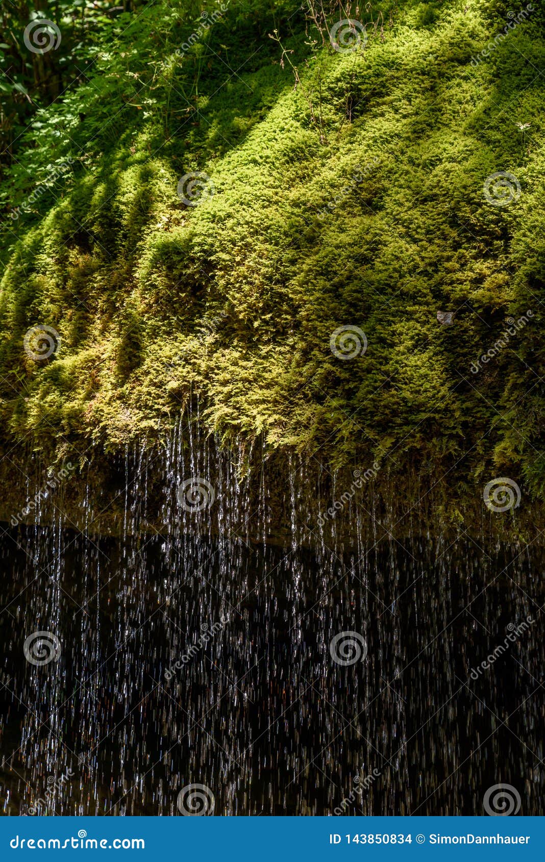 wutach gorge with river in moos grass - walking in beautiful landscape of the blackforest, germany