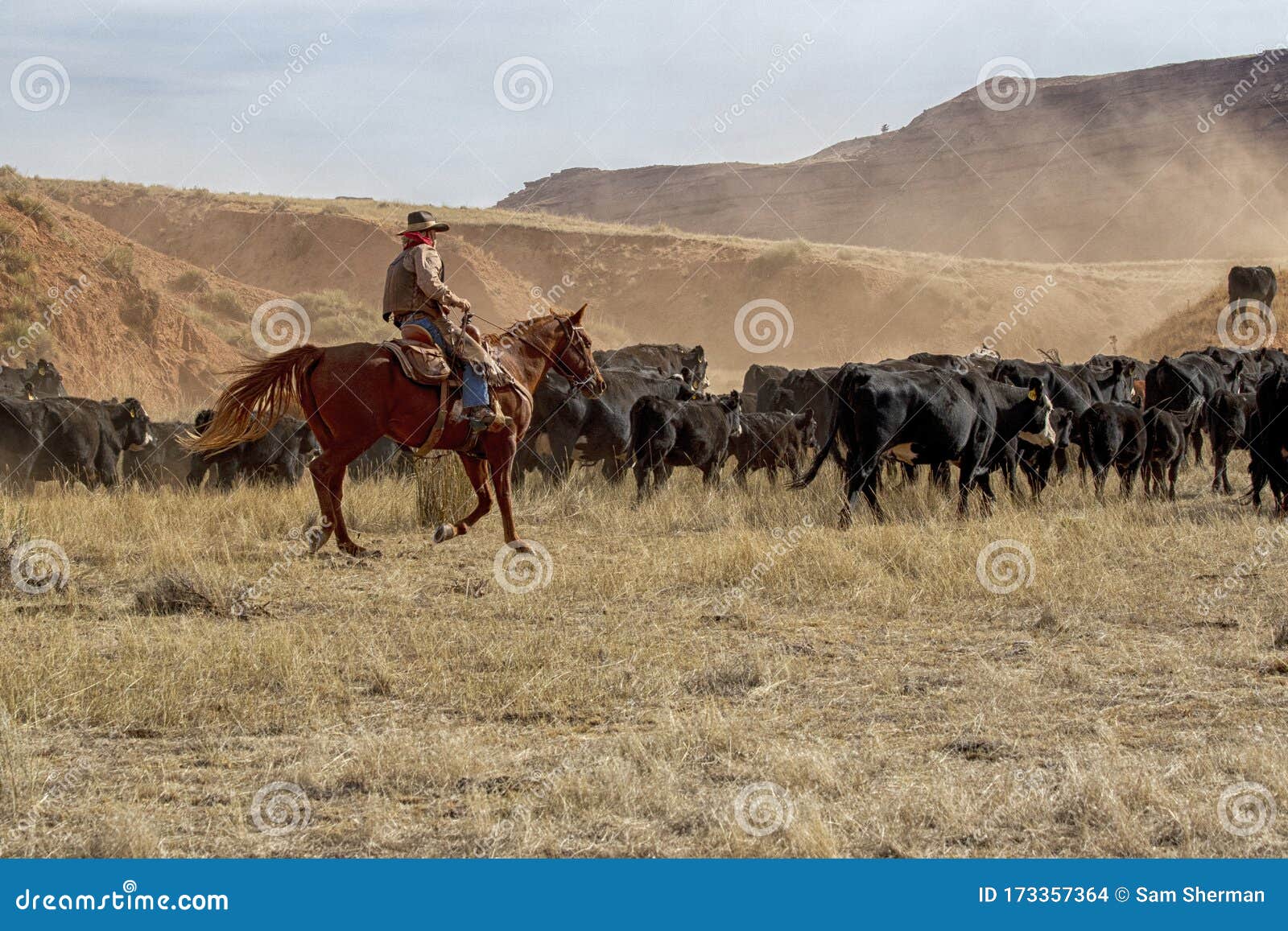 cowboys moving the herd