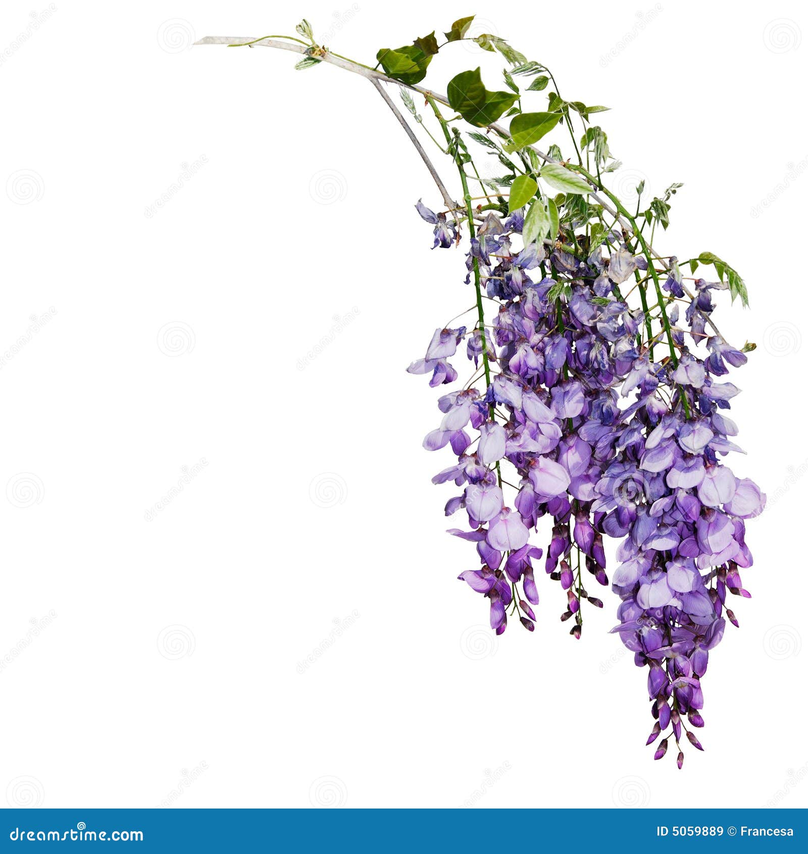 Wysteria stock image. Image of isolated, raceme, horticultural 5059889