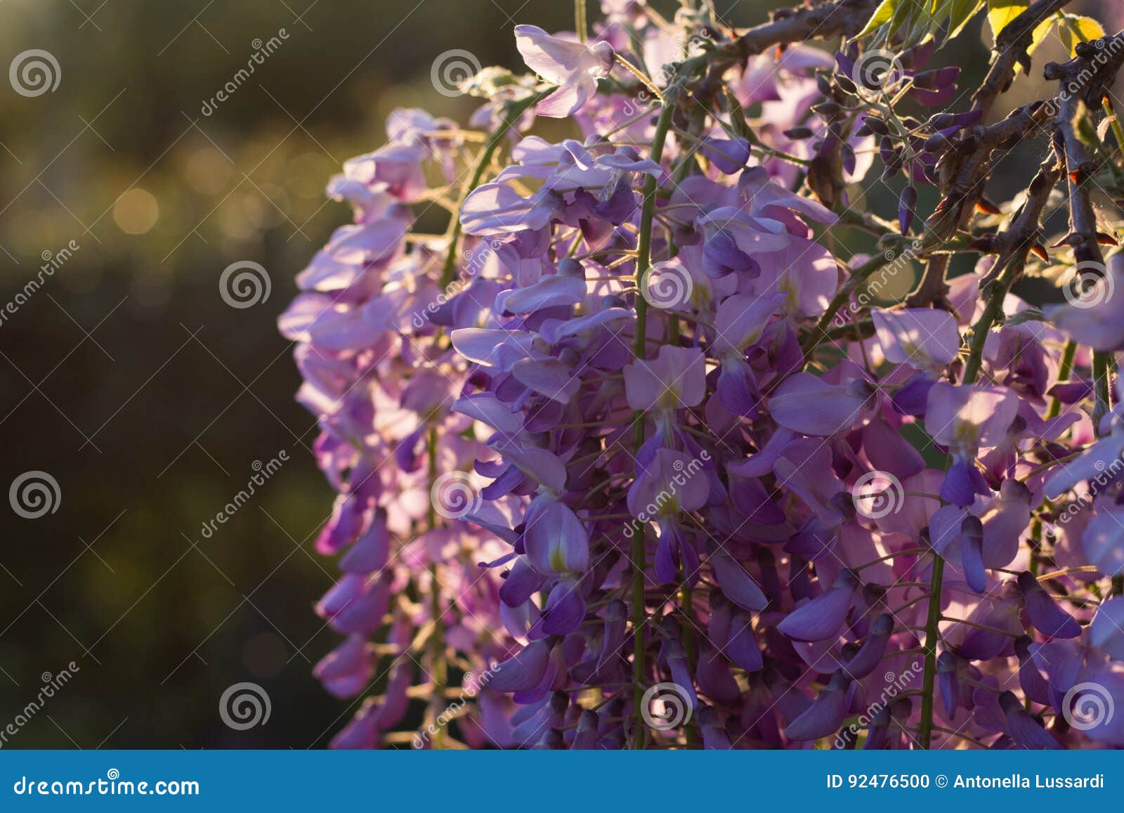 Wysteria Flowers stock photo. Image of macro, leaf, korea 92476500