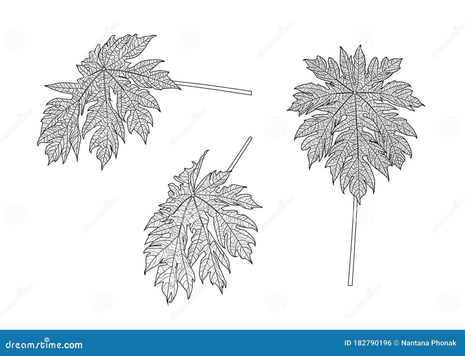 Leaves Papaya Line Single Leaf and Leaf Pattern Black Bring To Color