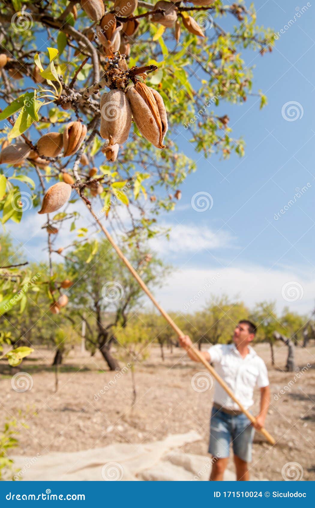 Almond harvest time editorial stock image. Image of country 171510024
