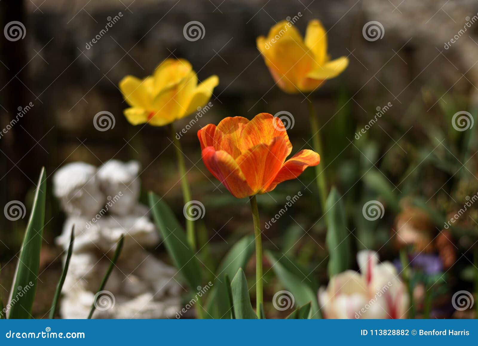 `letters from home` beautiful yellow red and orange tulips in a zen garden with romantic statue