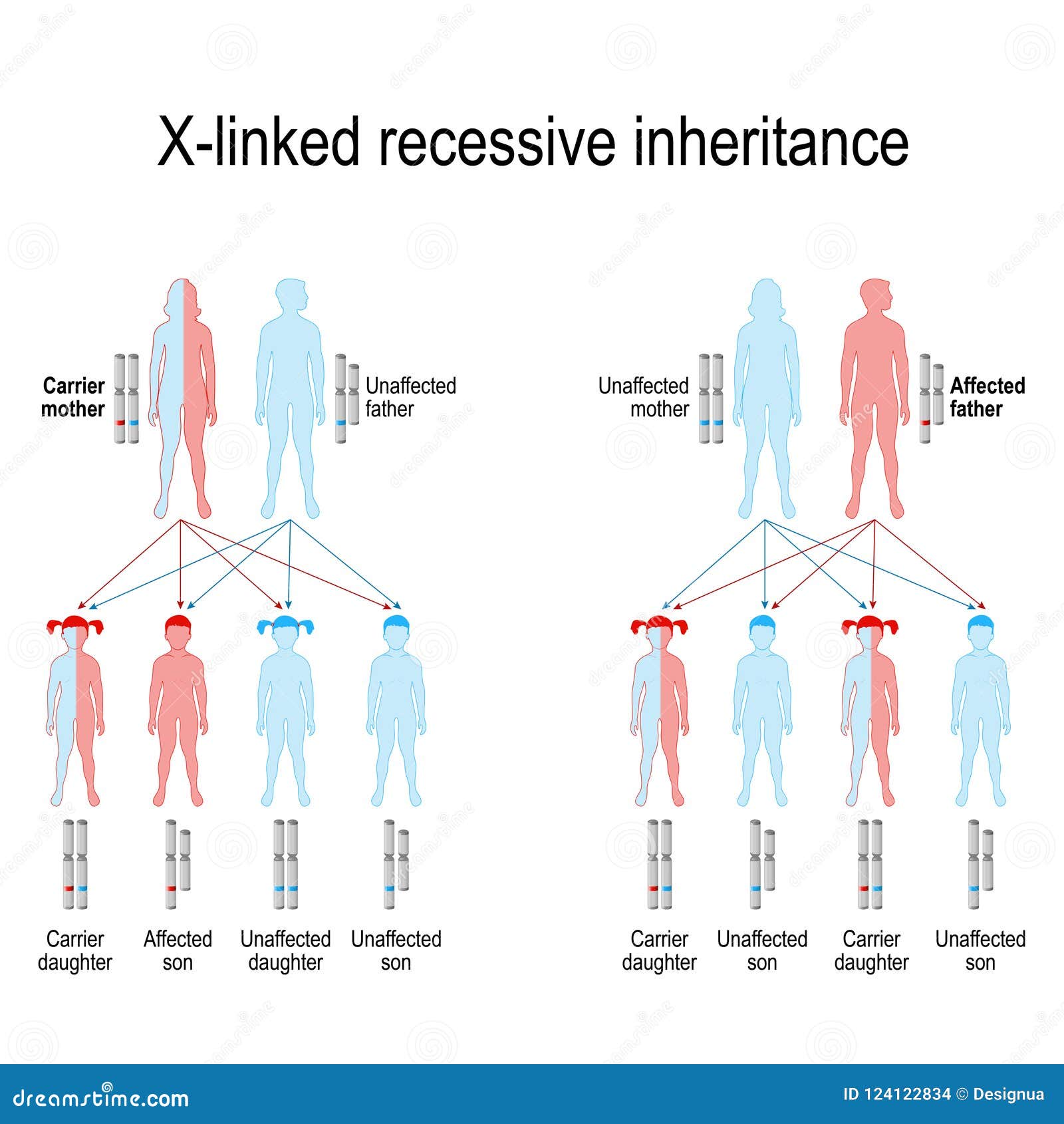 Can A Recessive Trait Be On The Y Chromosome - Difference ...