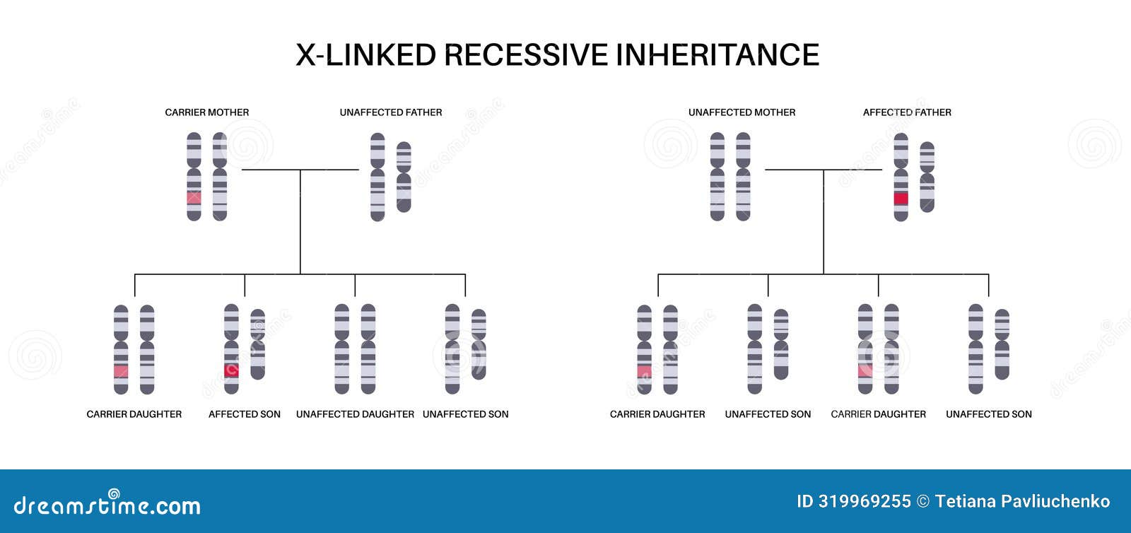 X linked recessive inheritance vector illustration cartoondealer