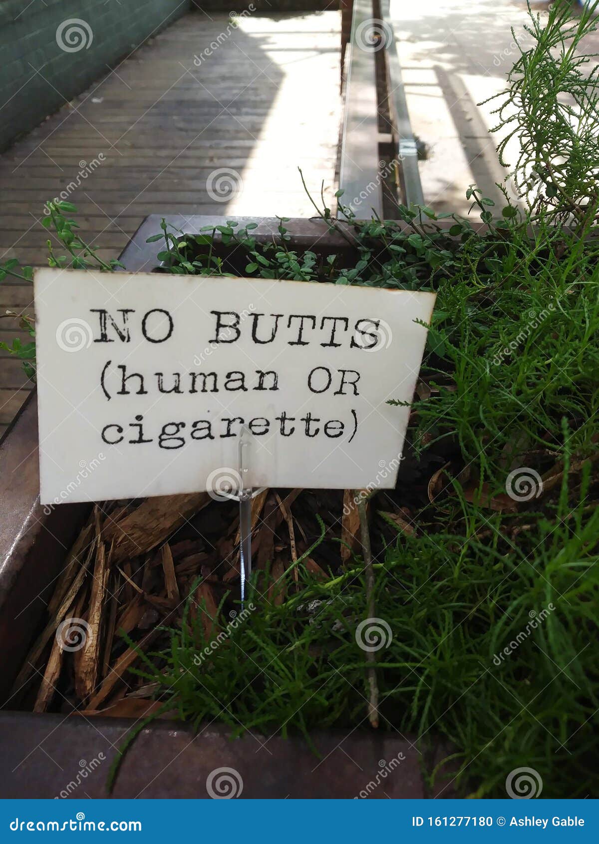 No Butts (Human or Cigarette) Sign in Public Area Planter Box. Stock Photo  - Image of print, funny: 161277180