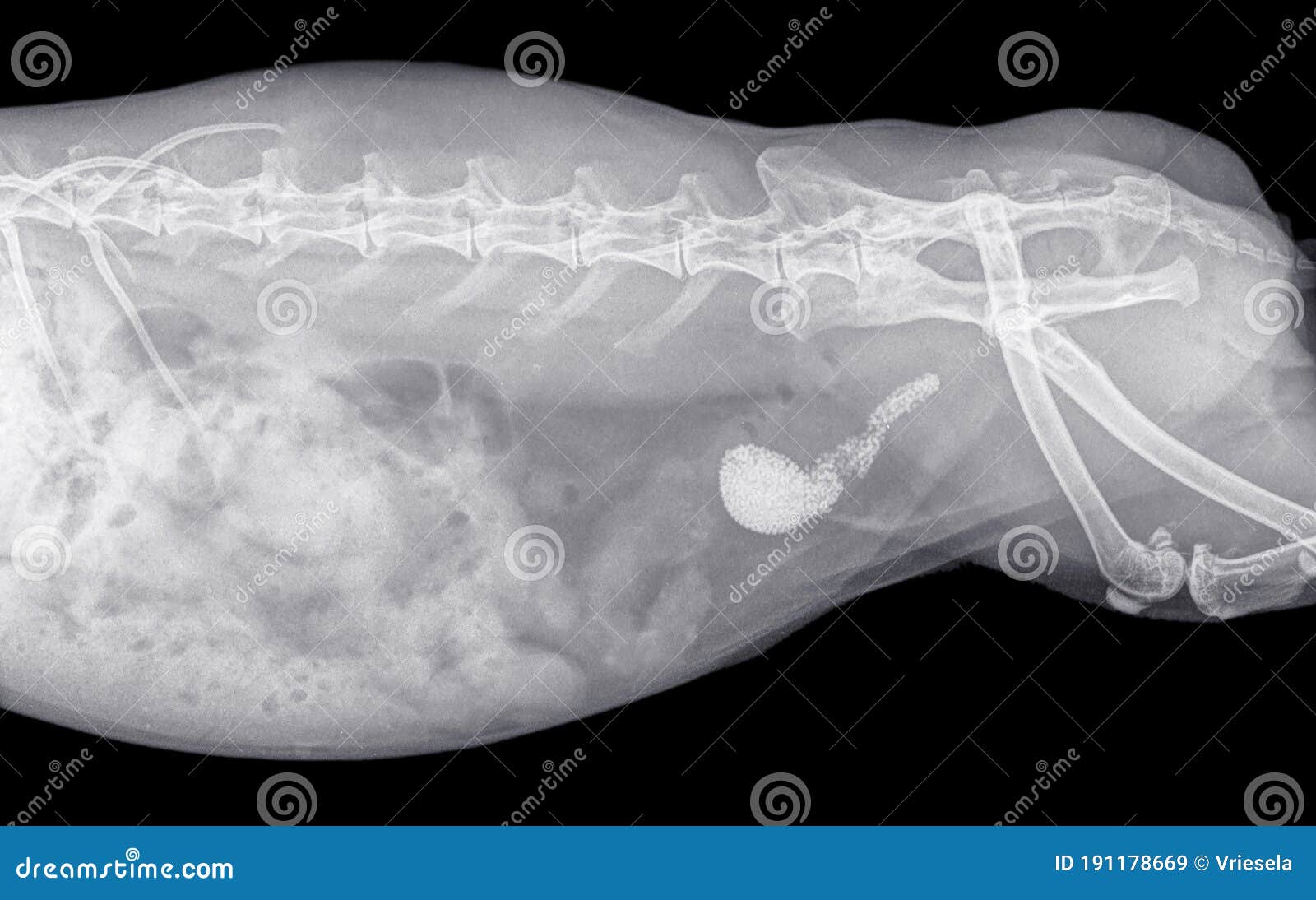 Xray Of The Abdomen Of A Rabbit With Stones In The Bladder And Urethra