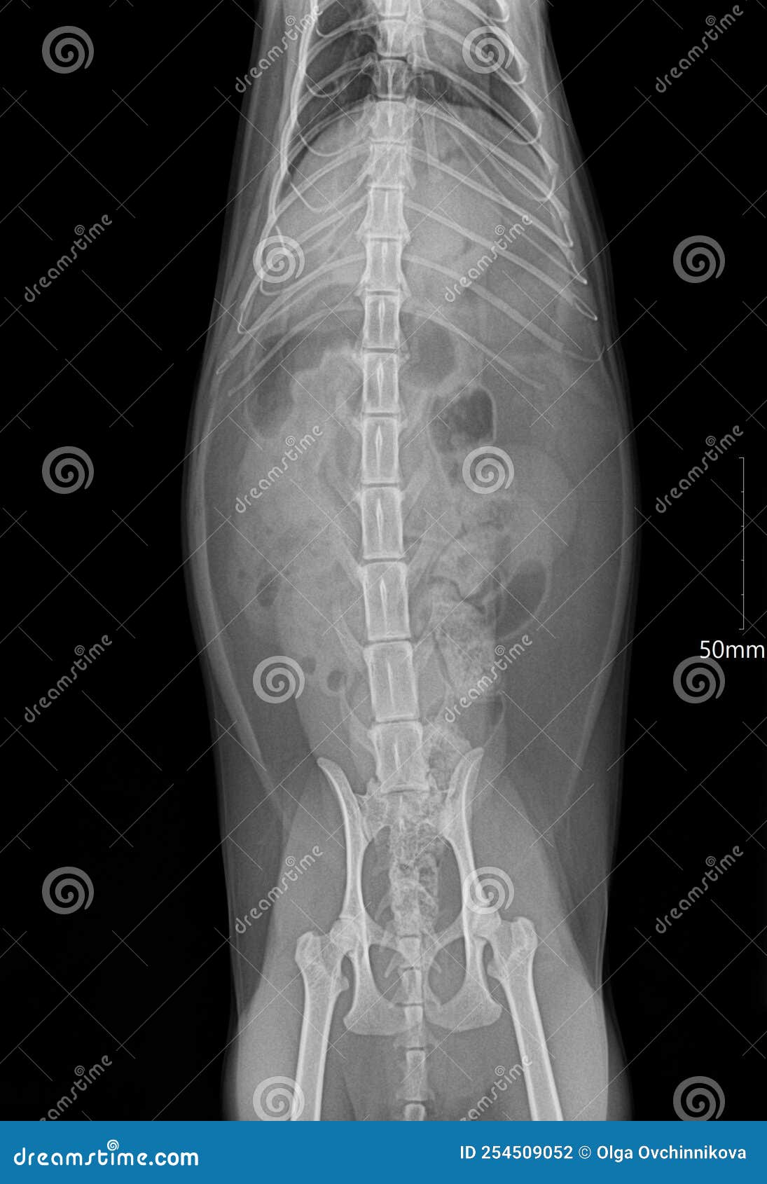 Xray of a Cat Diagnosed with Poisoning and Kidney Failure Stock Photo