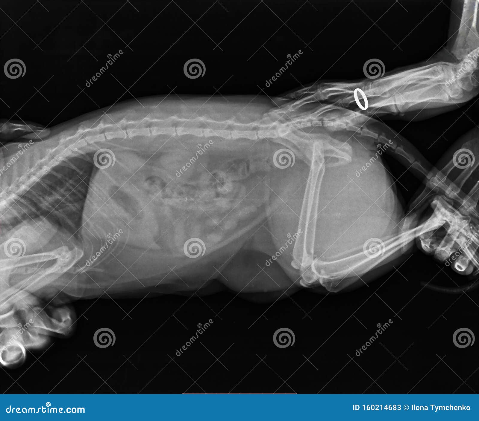 Xray Of Cat Obese With Complete Intestinal Obstruction Abdomen Stock